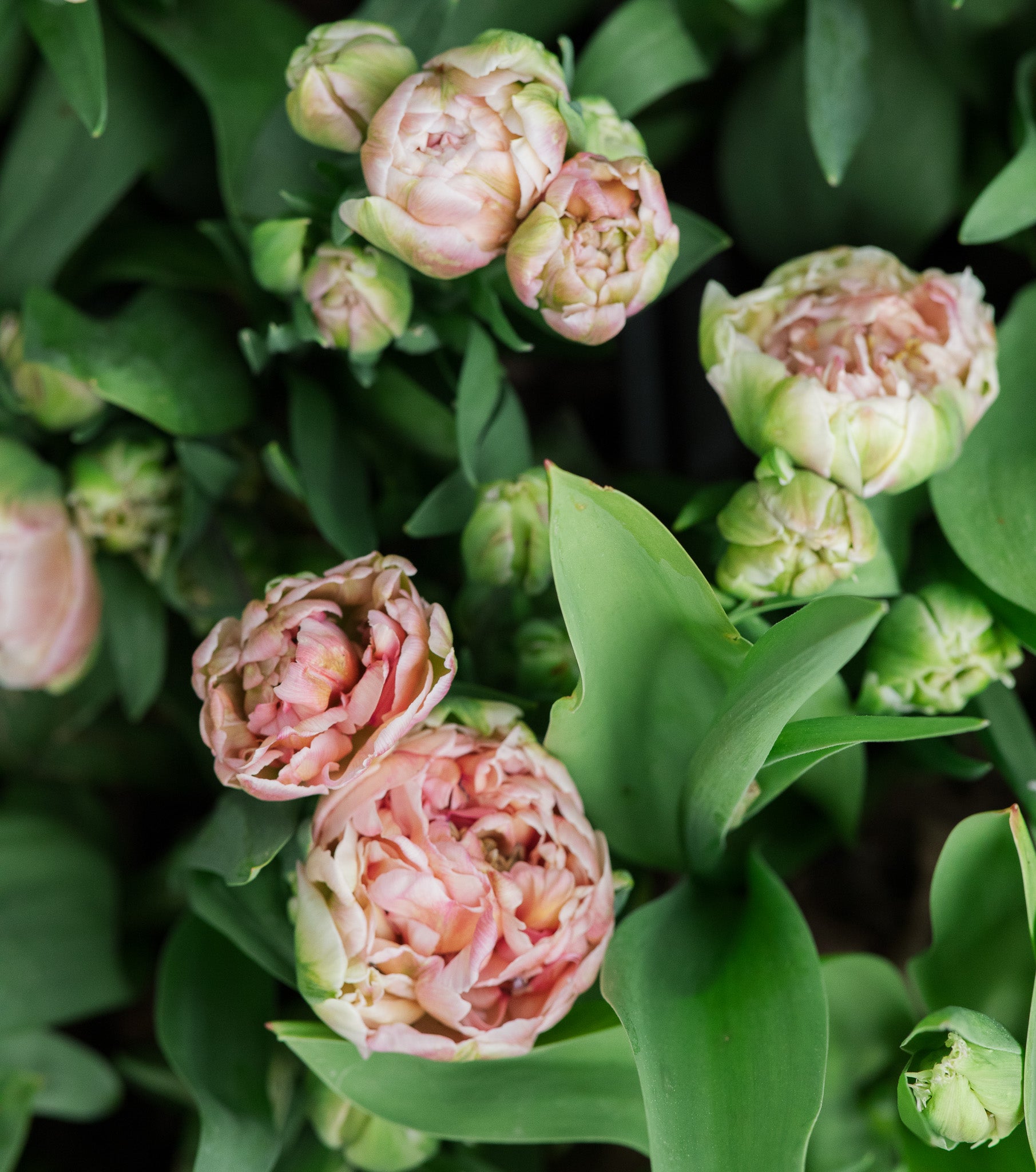 Tulip Pink Mist