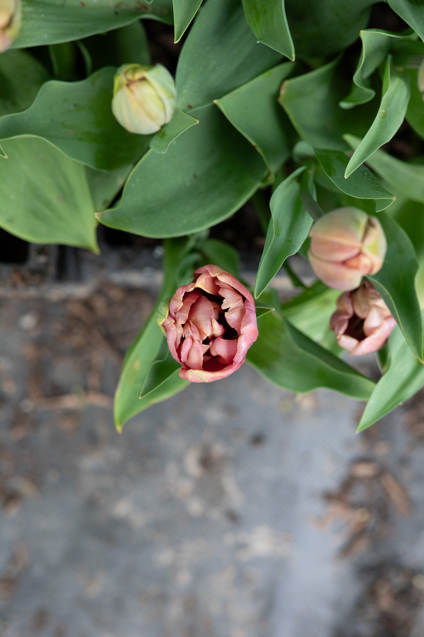 Tulip La Belle Epoque