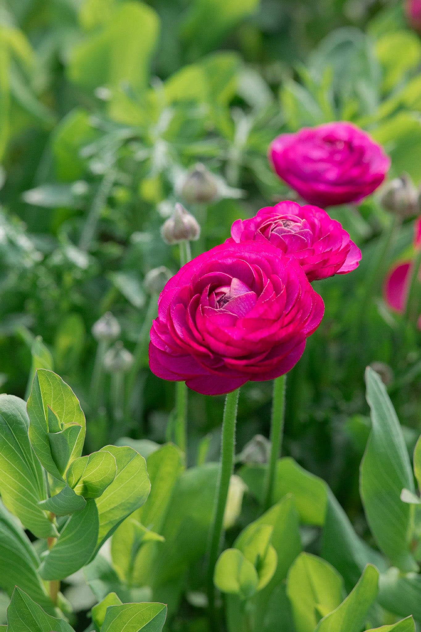 Ranunculus Amandine Violet
