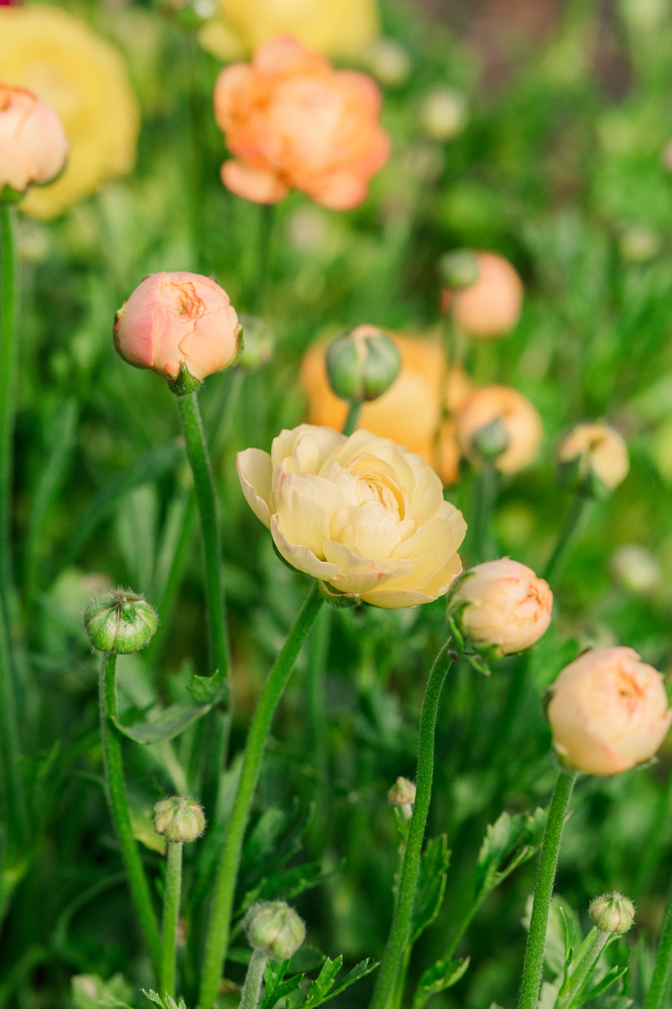 Ranunculus Amandine Pastel Lemon
