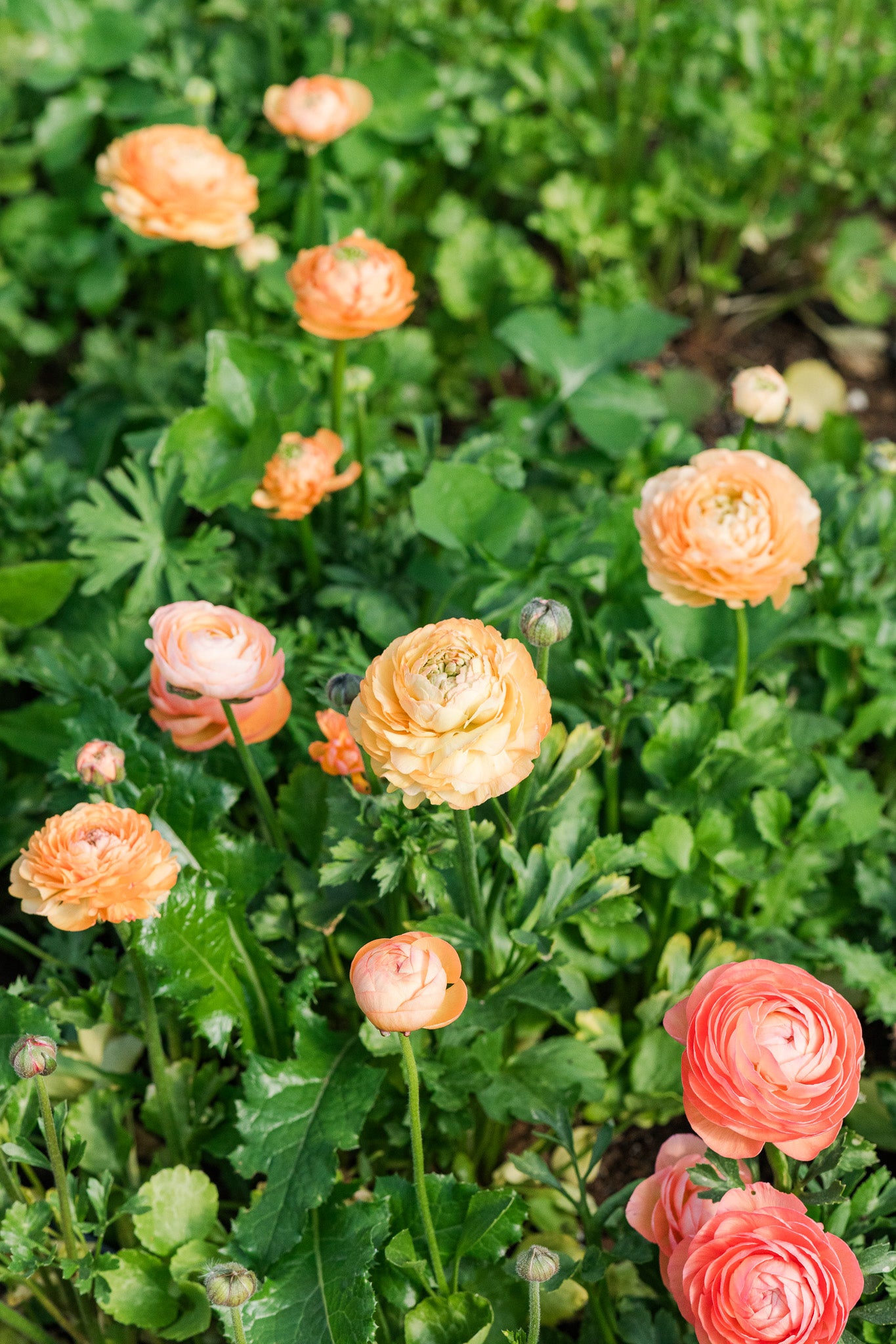 Ranunculus Half Clone Tango