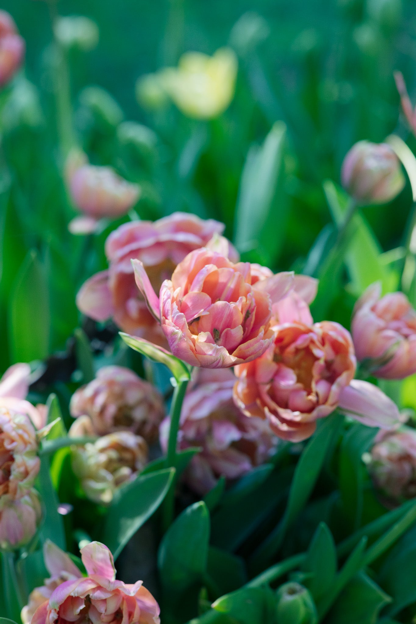 Tulip Pink Cameo