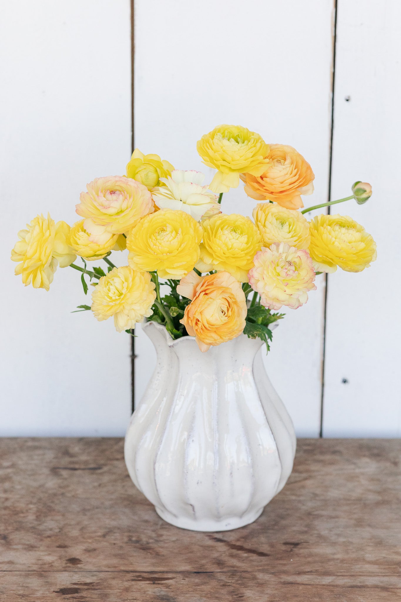 Ranunculus Amandine Pastel Lemon