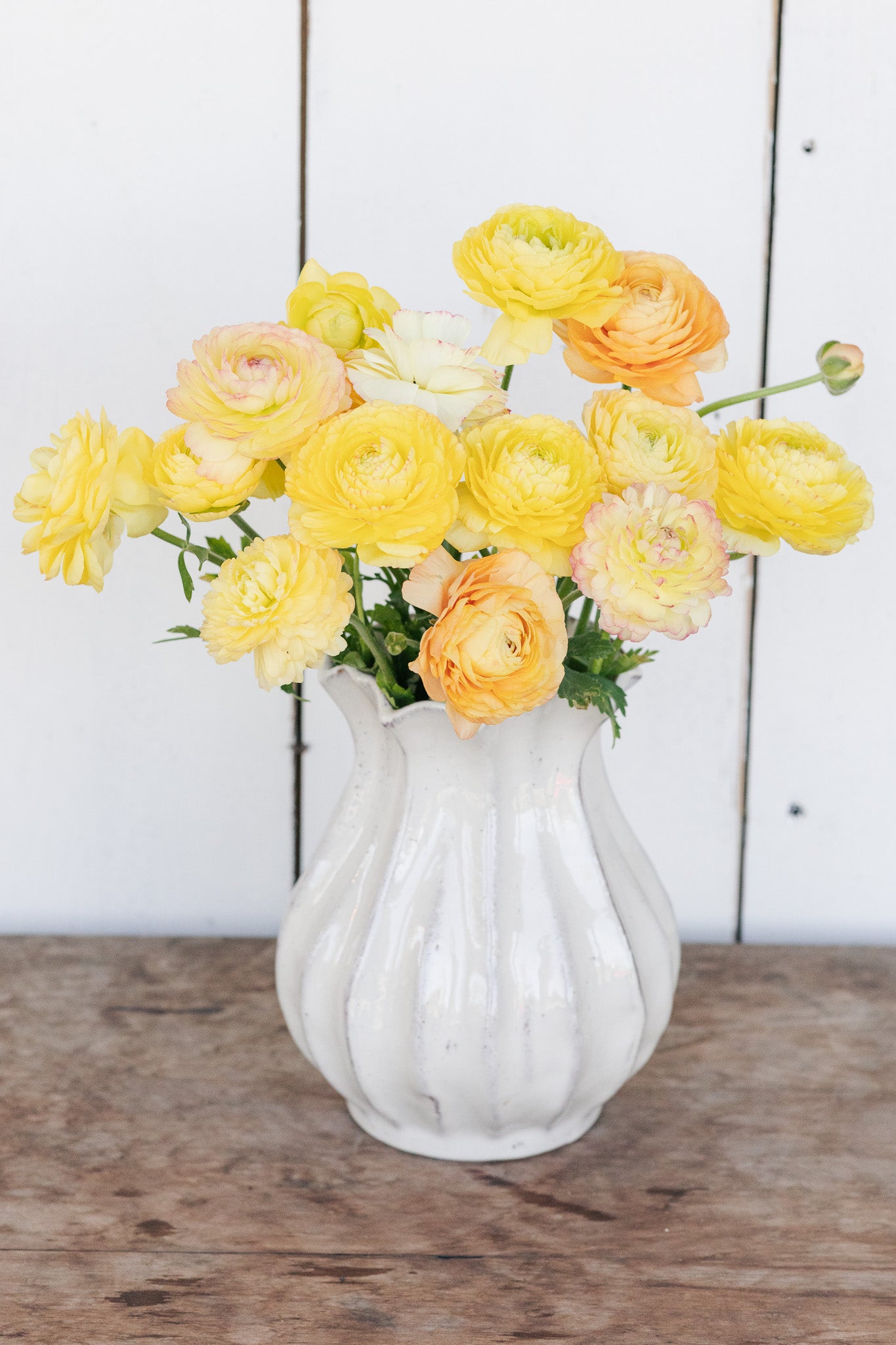 Ranunculus Amandine Pastel Lemon