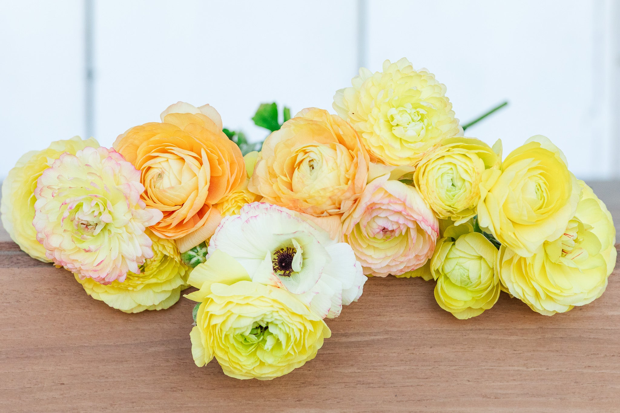 Ranunculus Amandine Pastel Lemon
