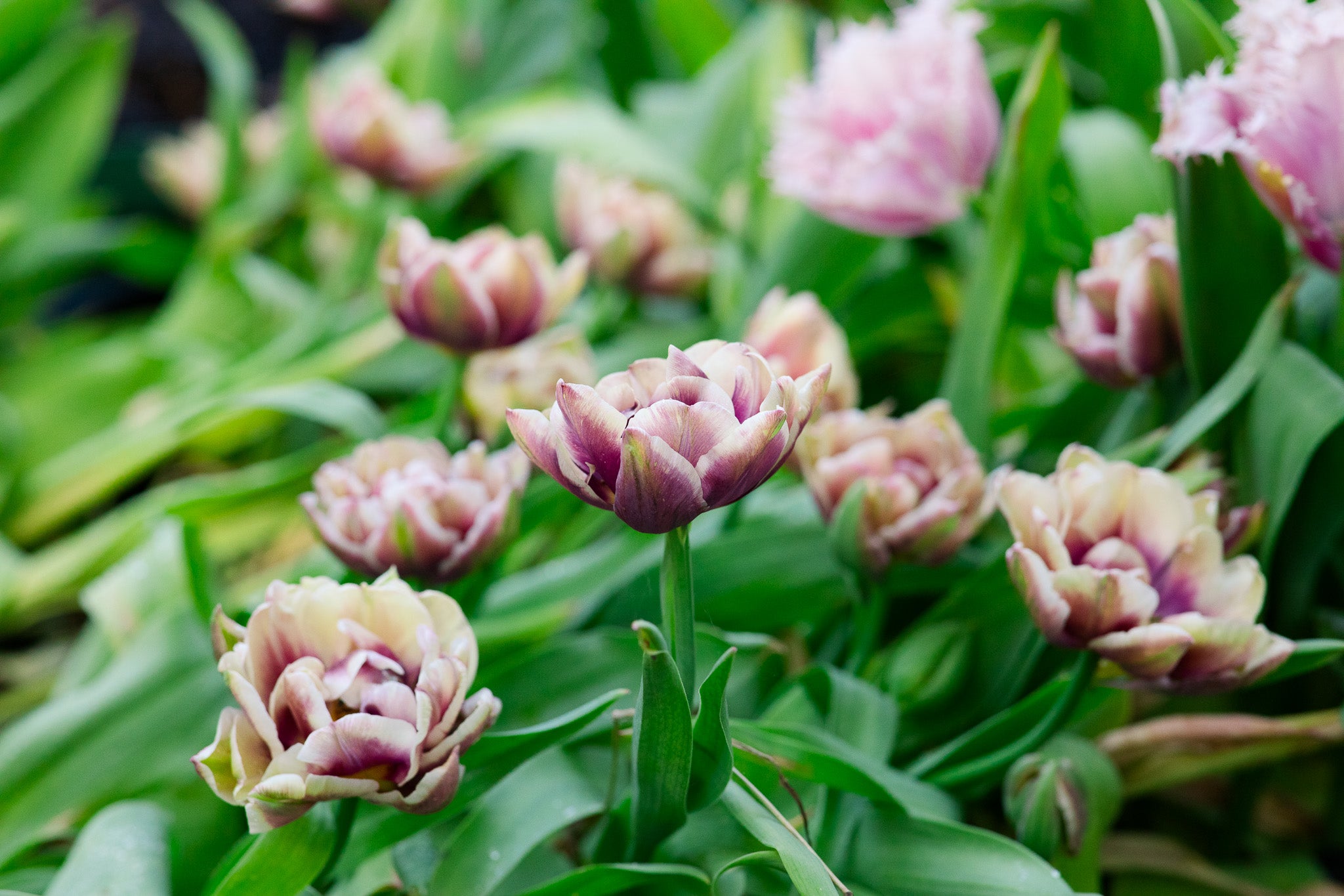 Tulip Wyndham