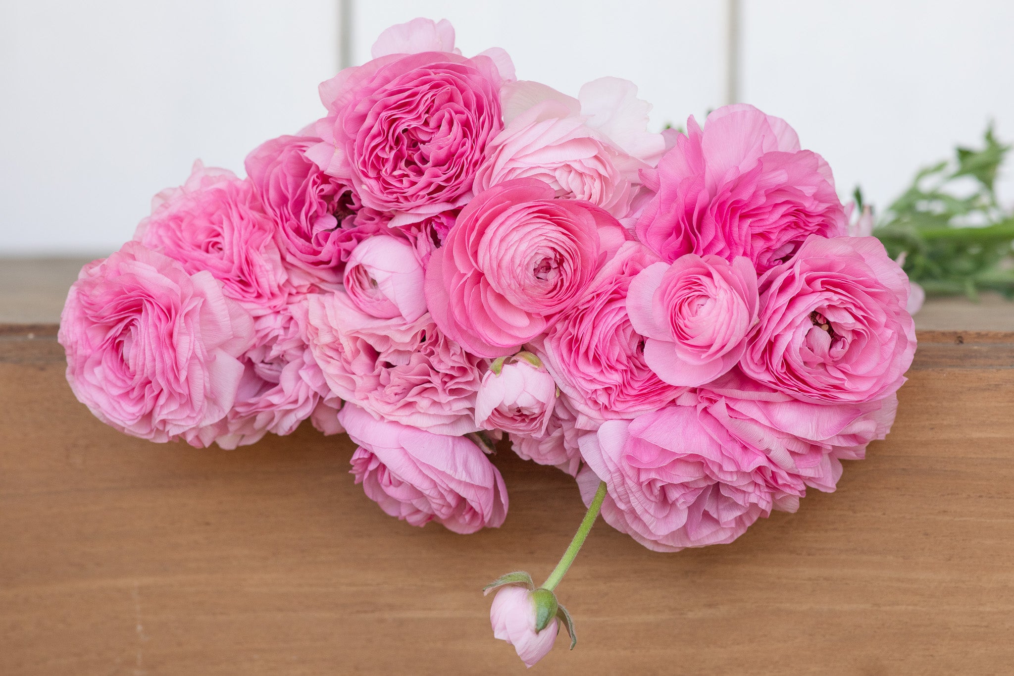 Ranunculus Half Clone Juliette