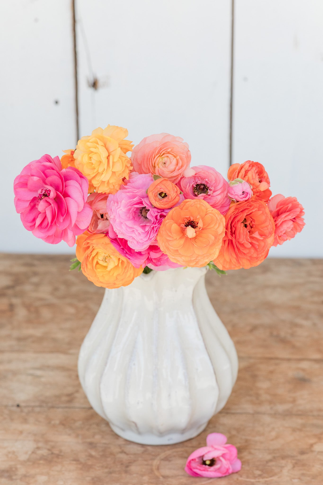 Ranunculus La Belle Champagne