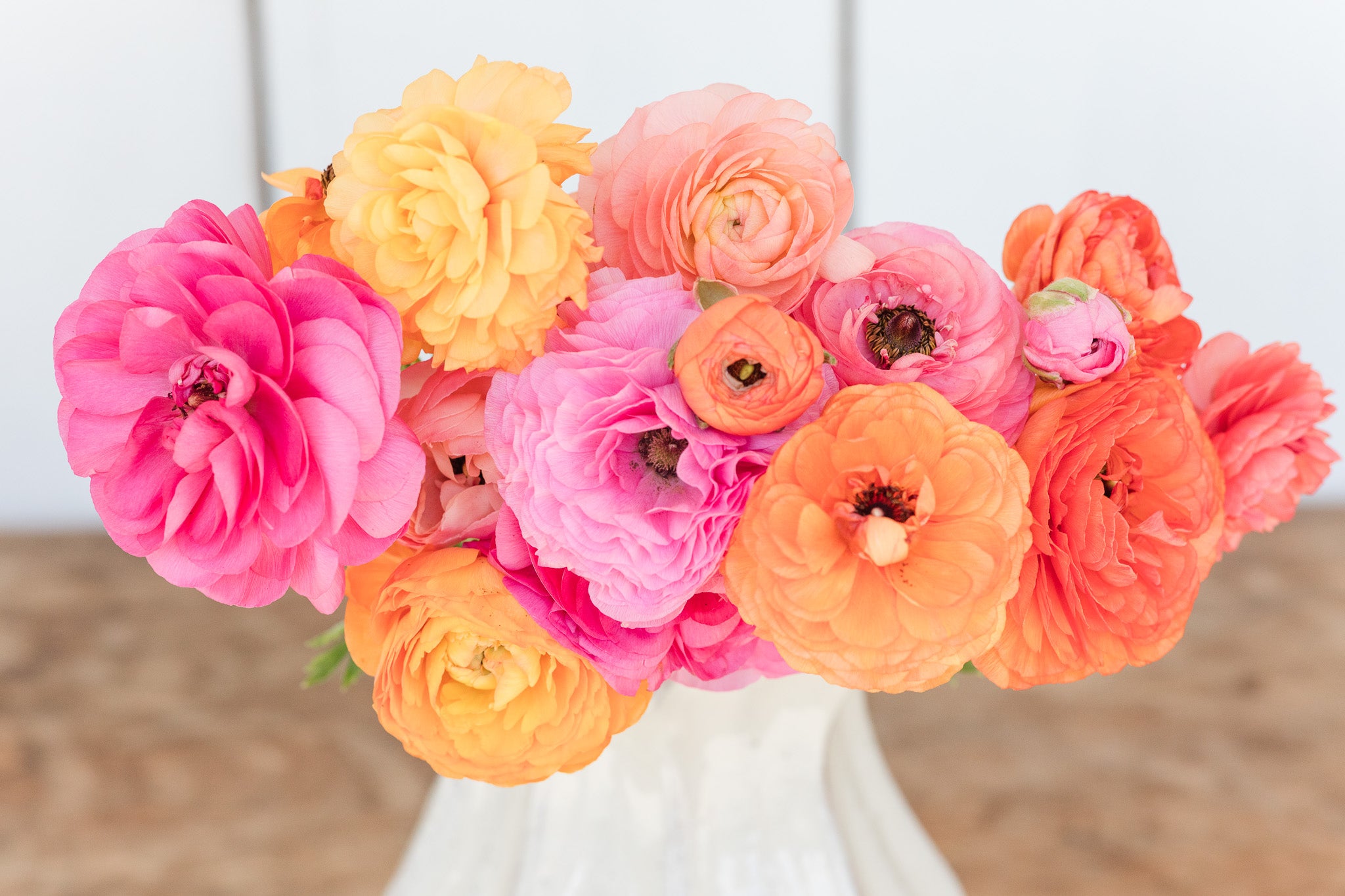 Ranunculus La Belle Champagne