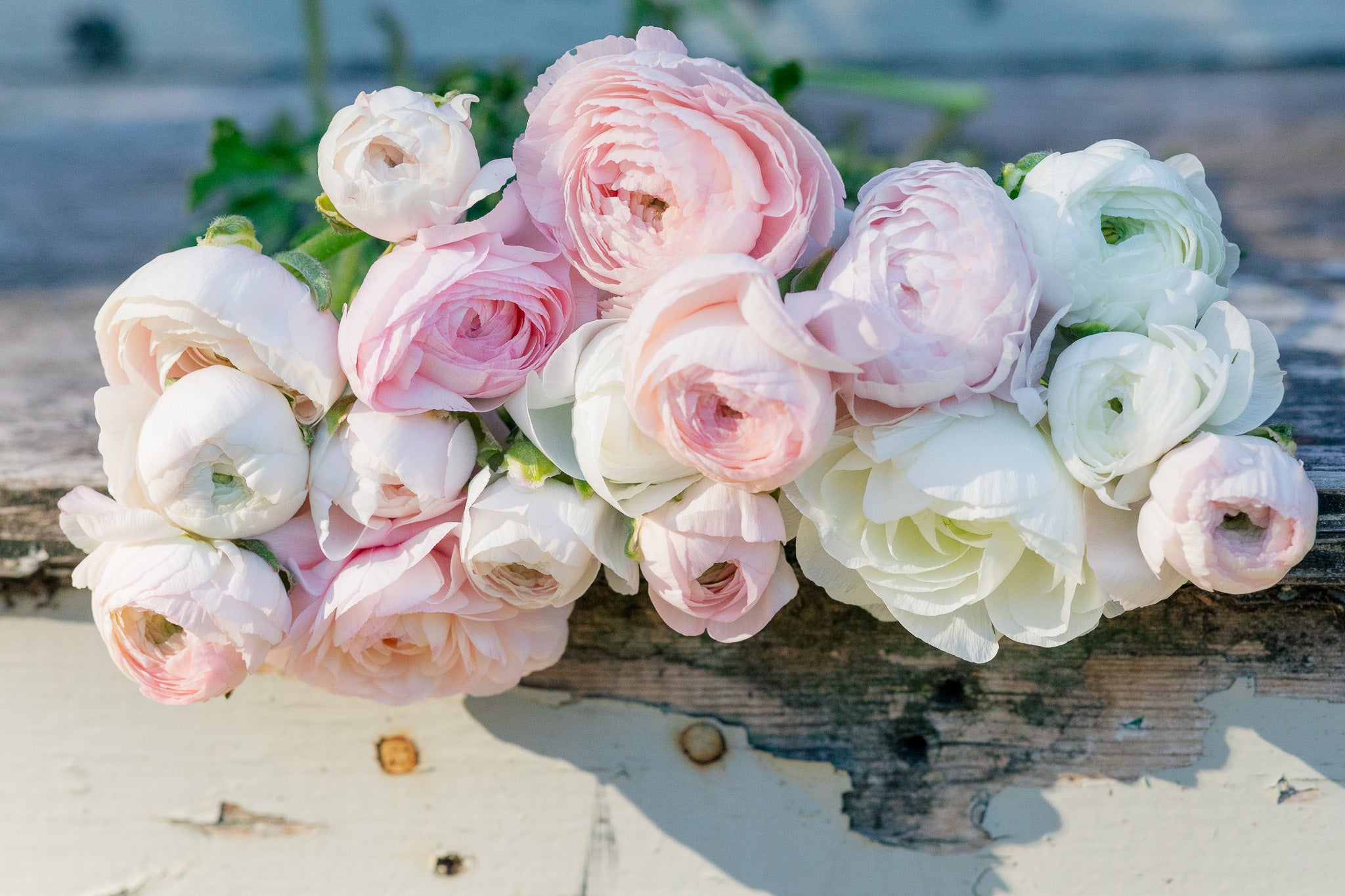 Ranunculus Amandine Chamallow
