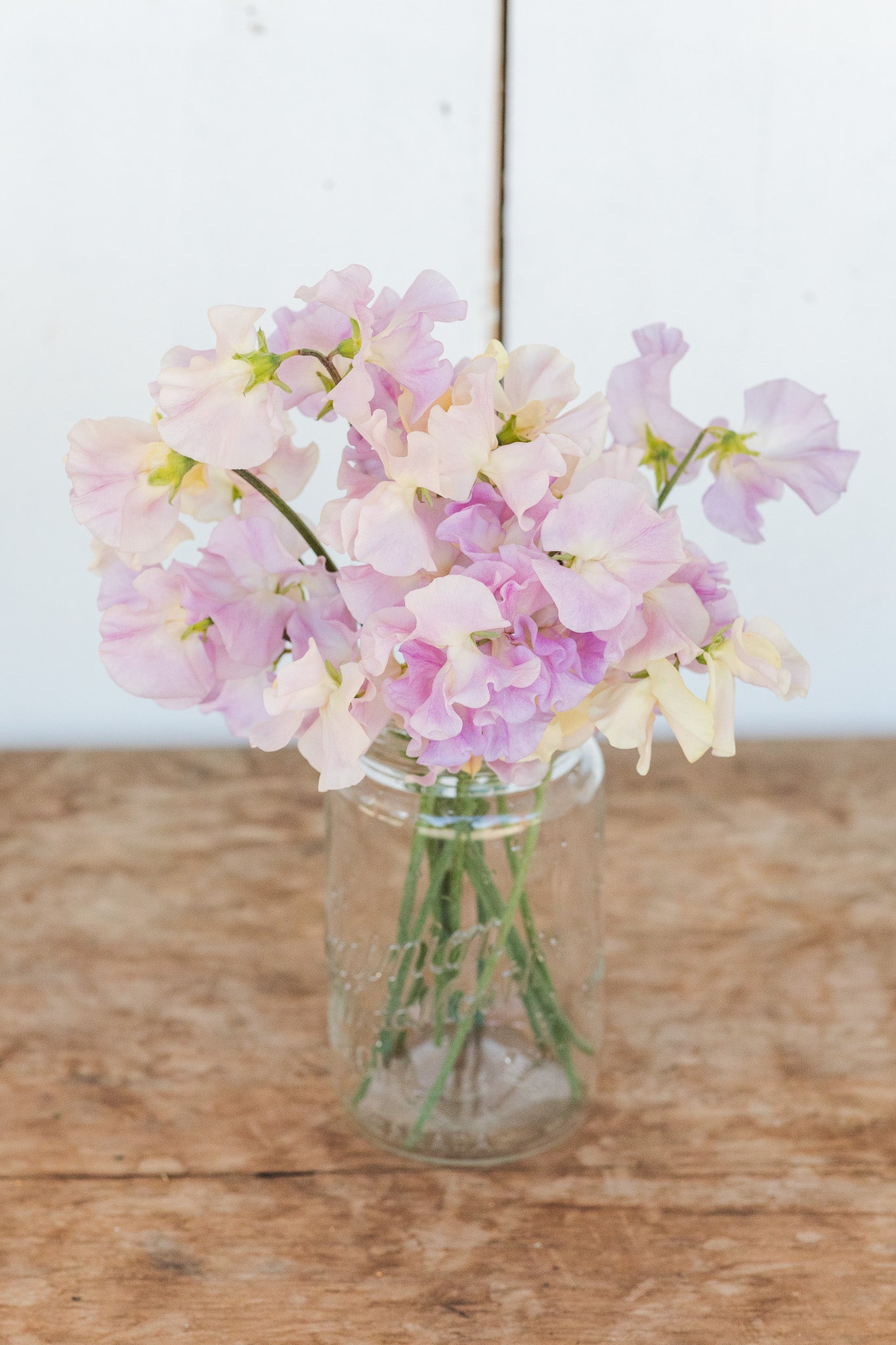 Sweet Pea Gerry Cullinan