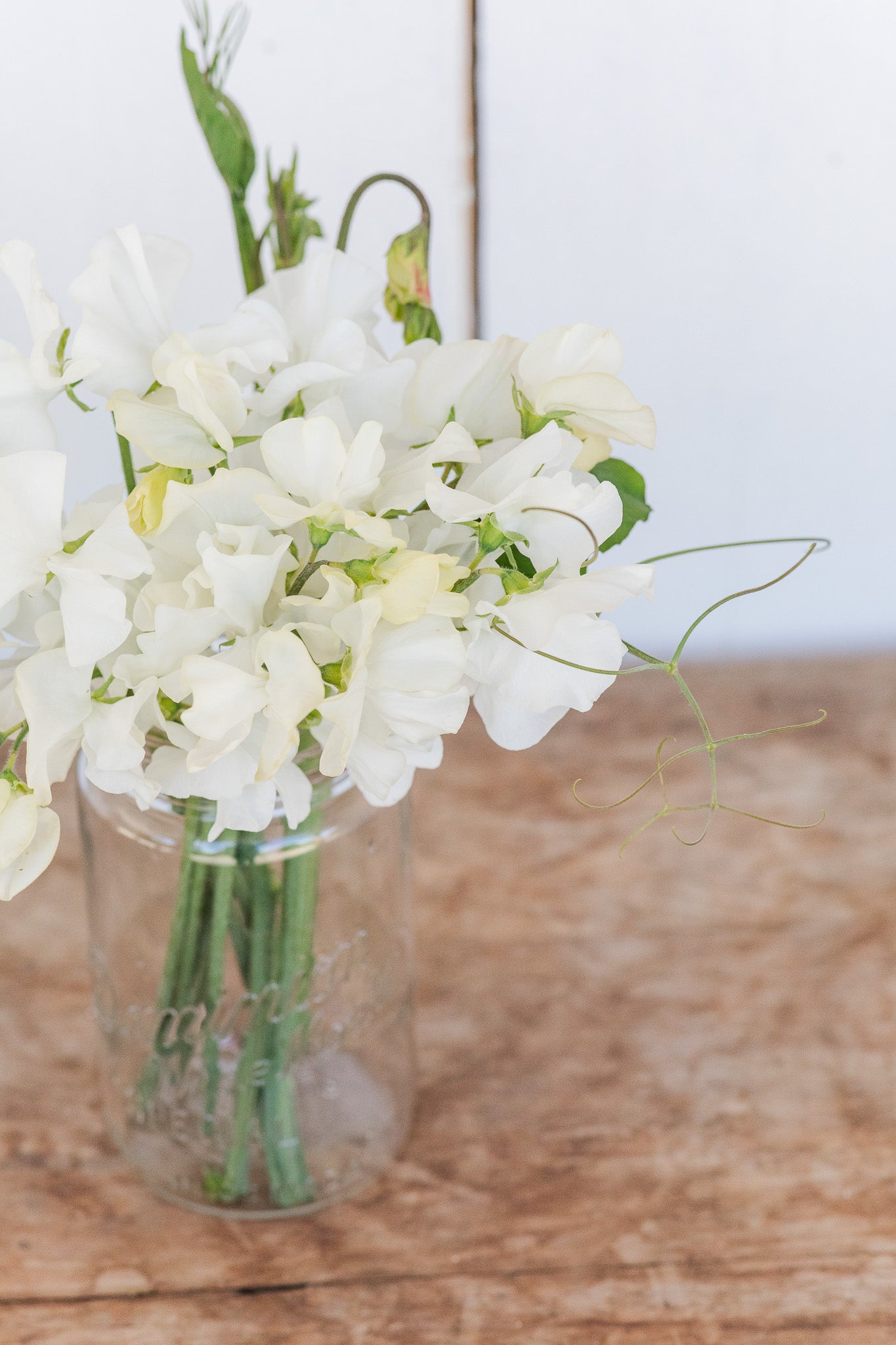 Sweet Pea White Frills