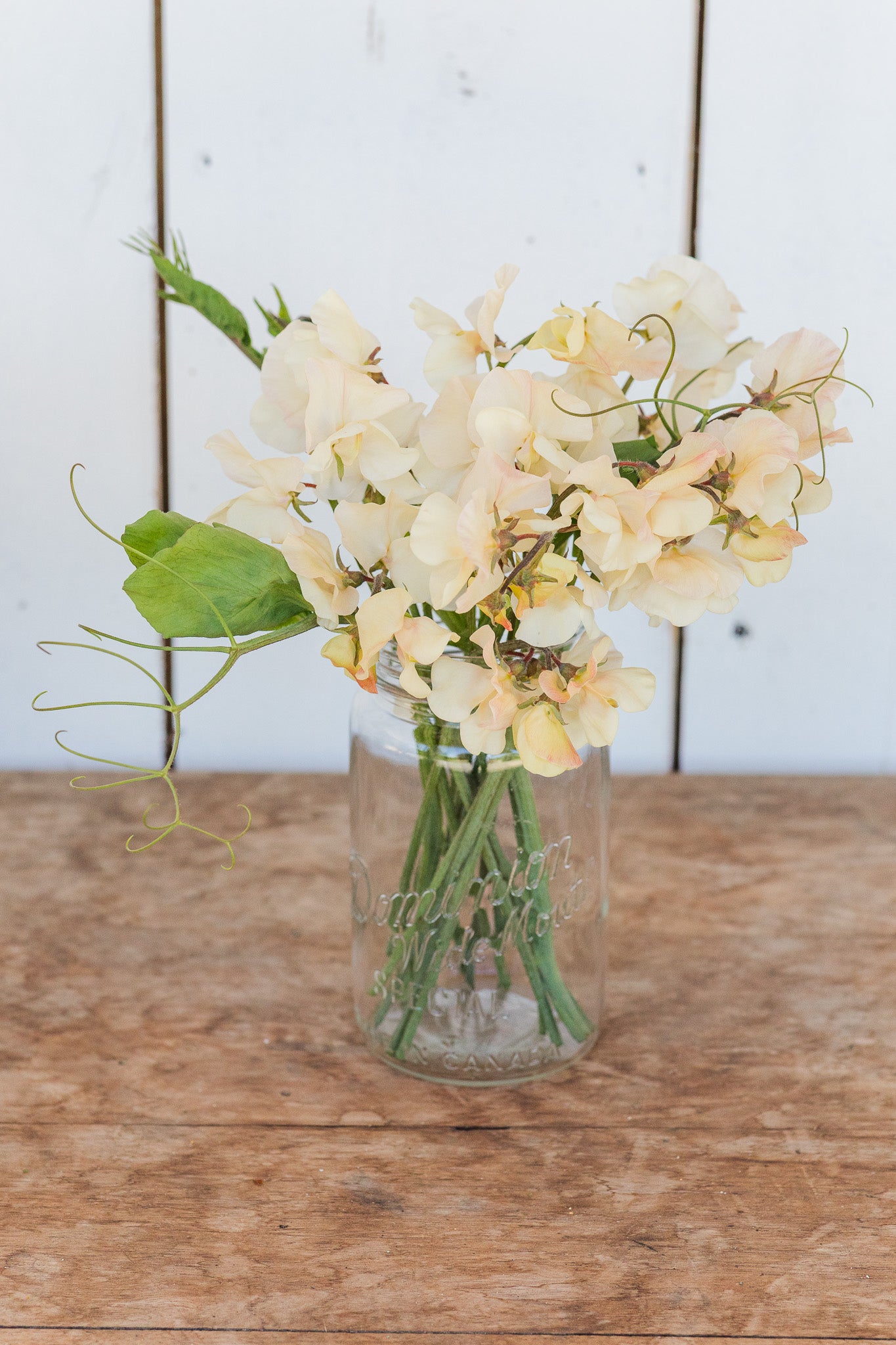 Sweet Pea Juliet
