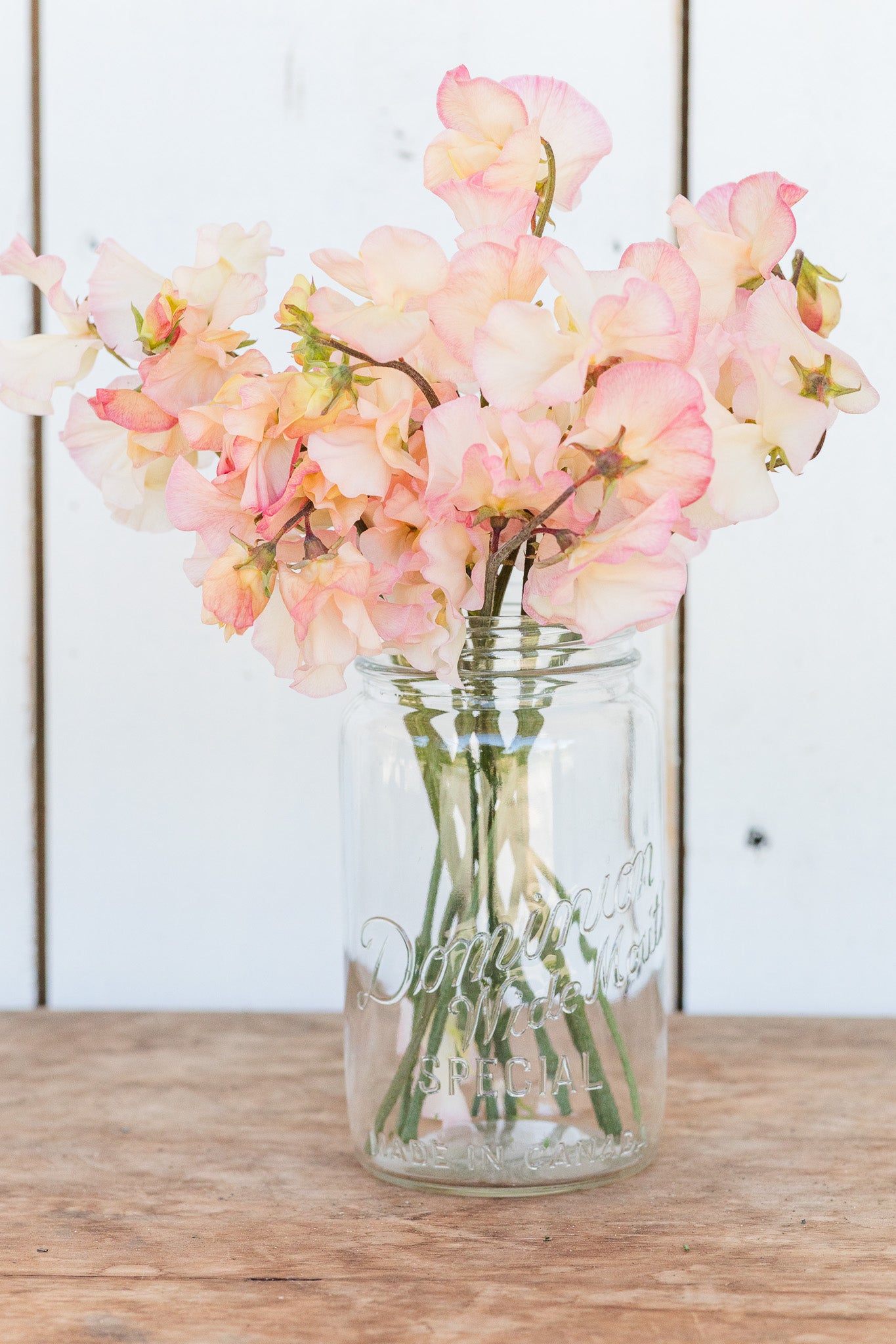 Sweet Pea Monarch's Diamond