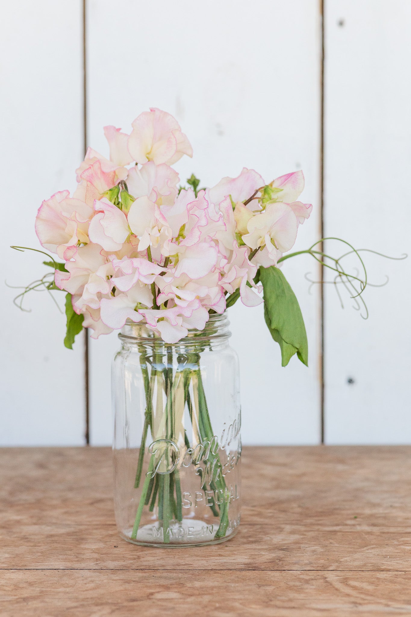 Sweet Pea Queen of Hearts