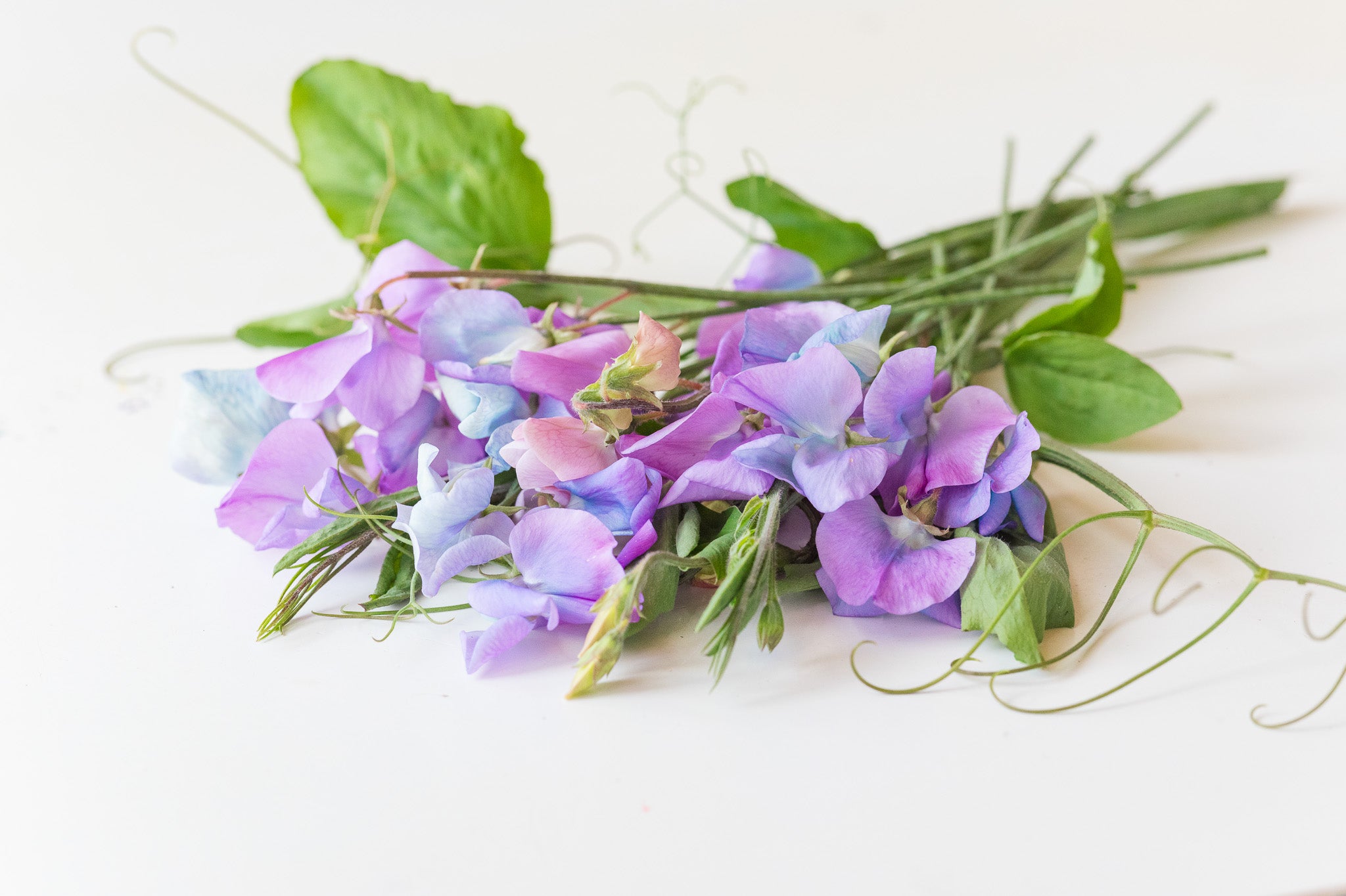 Sweet Pea Turquoise Lagoon