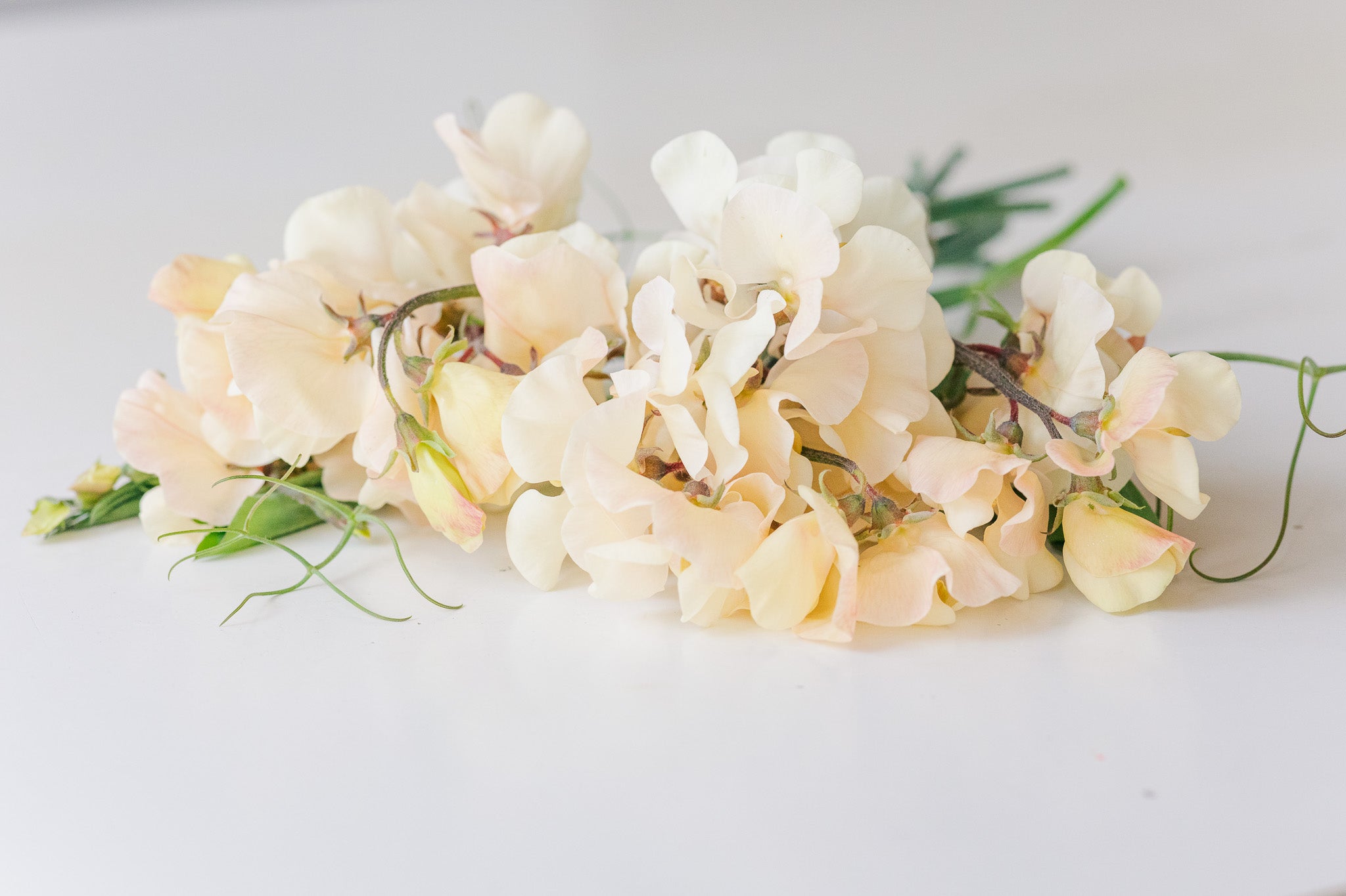 Sweet Pea Juliet