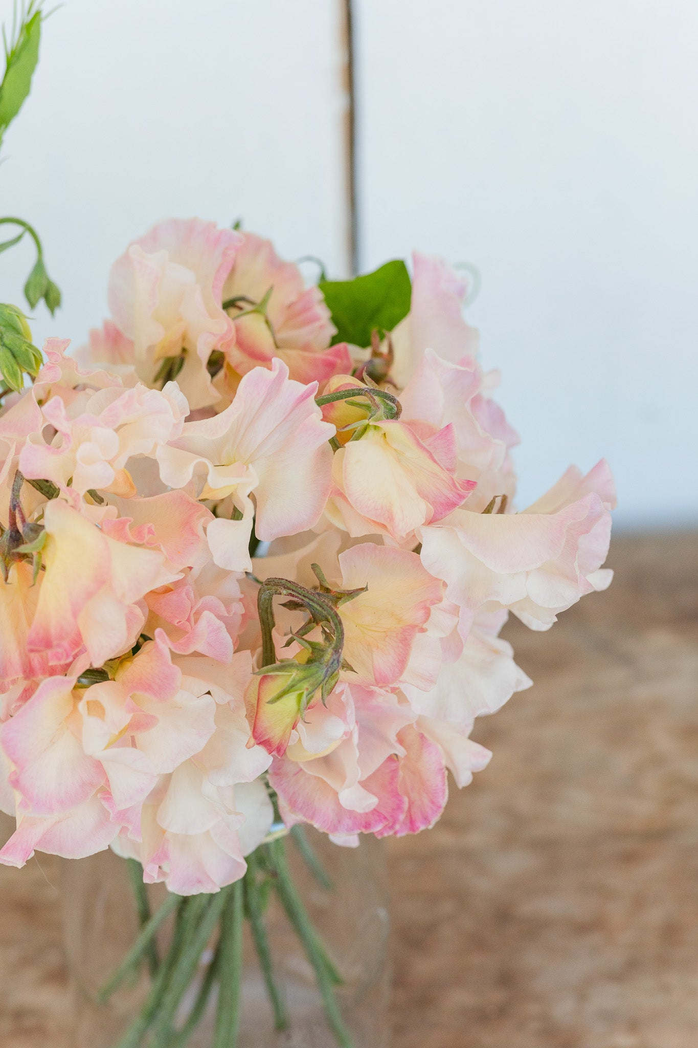 Sweet Pea Mollie Rilstone