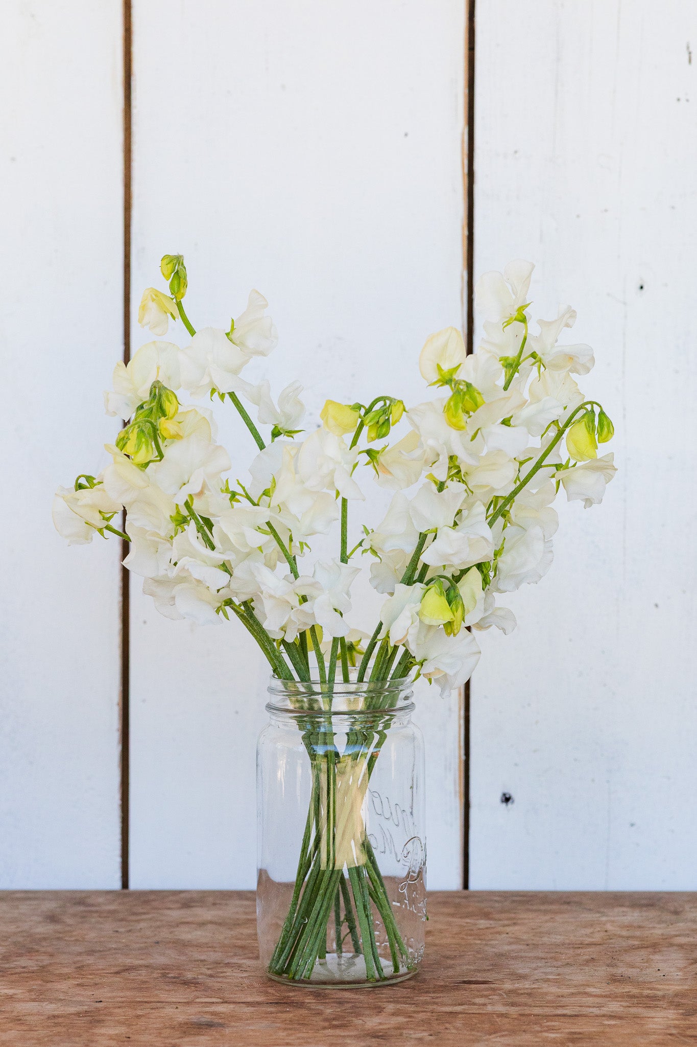 Sweet Pea Aphrodite