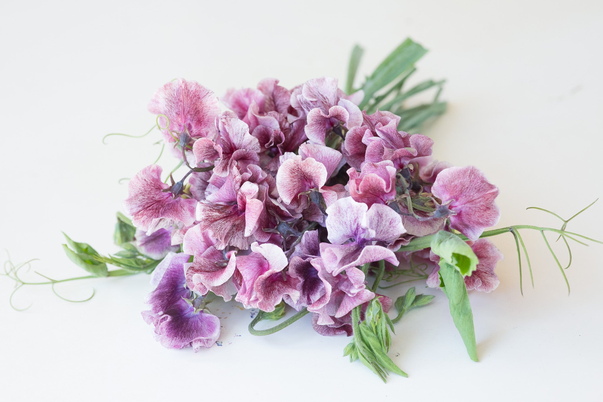 Sweet Pea Suzy Z
