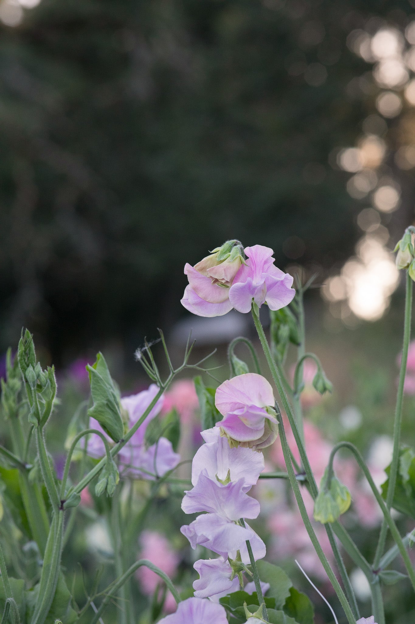 Sweet Pea Bobby Chisholm
