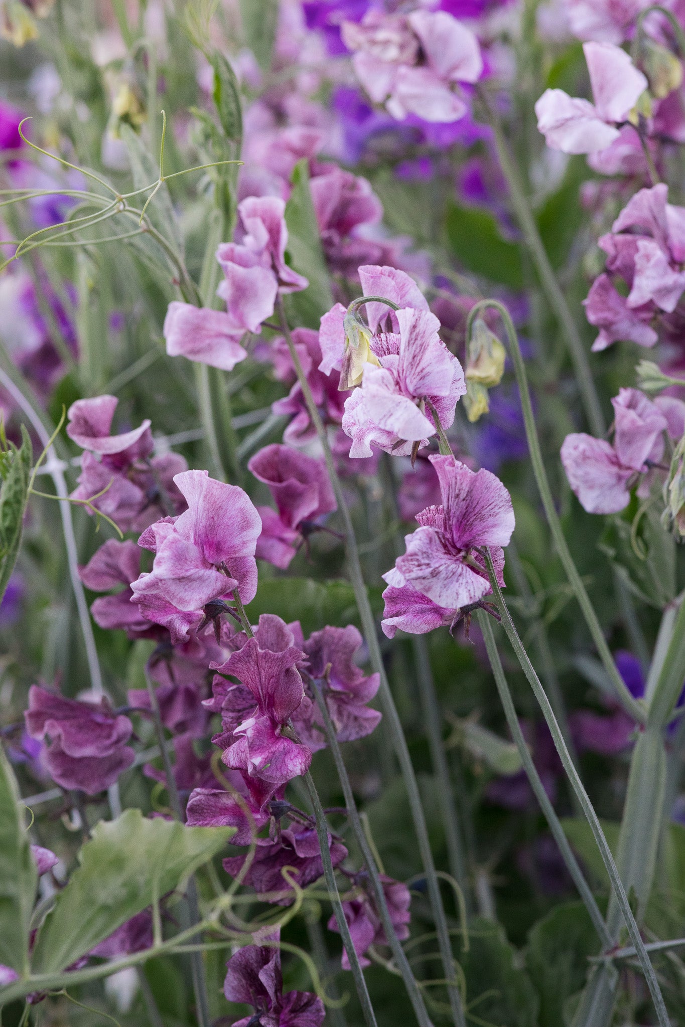 Sweet Pea Suzy Z