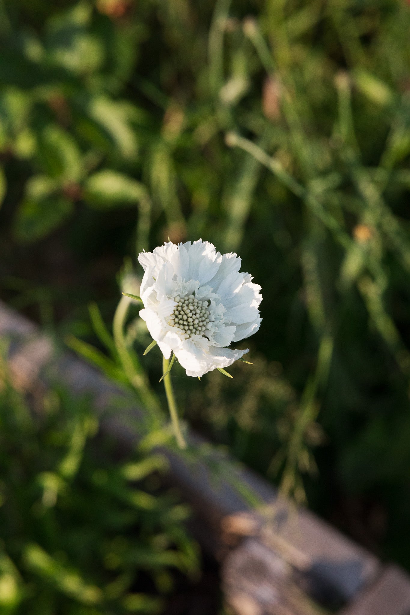 Scabiosa Fama White