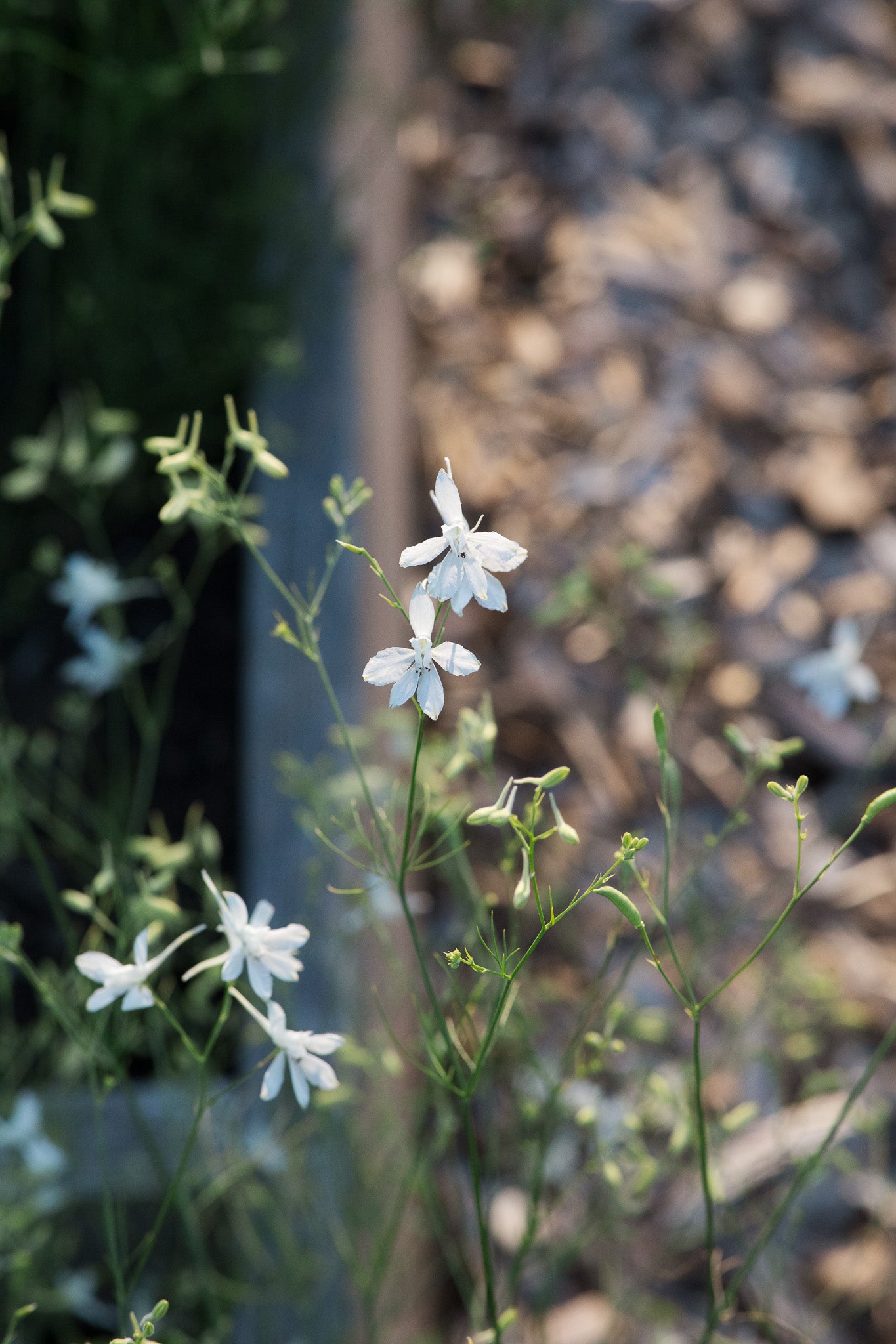 Larkspur Cloud White