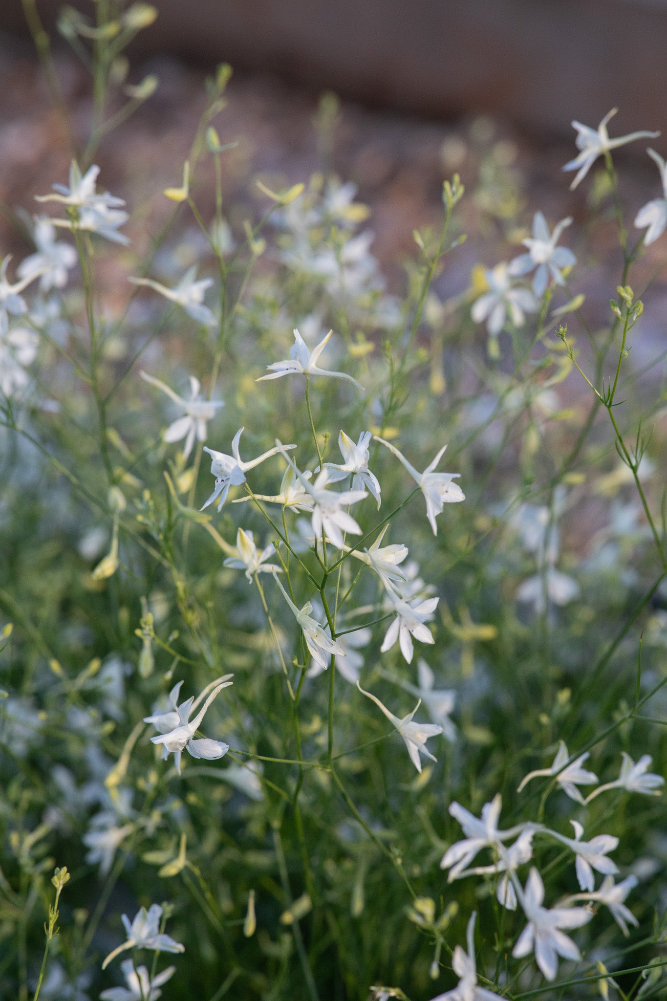 Larkspur Cloud White