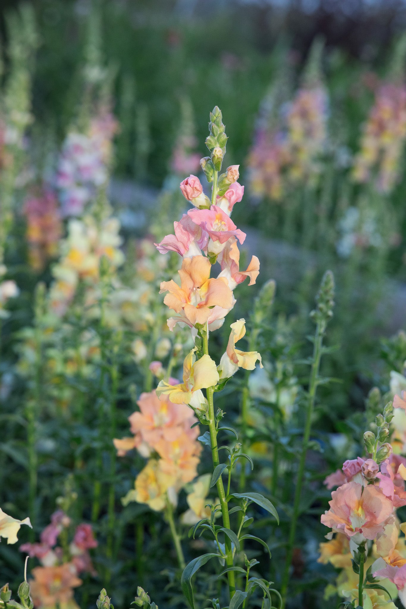 Snapdragon Chantilly Light Salmon