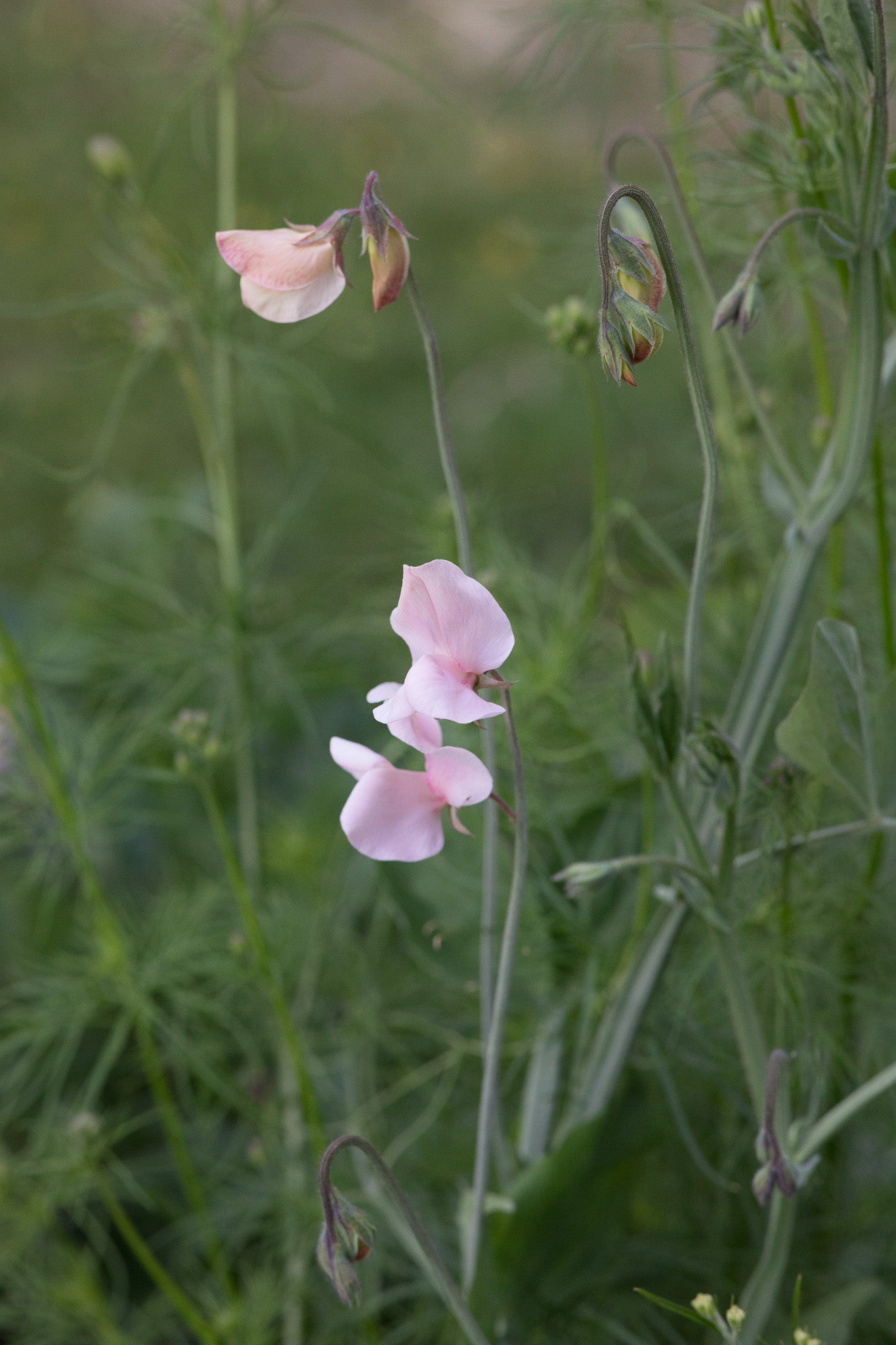 Sweet Pea Shell Pink