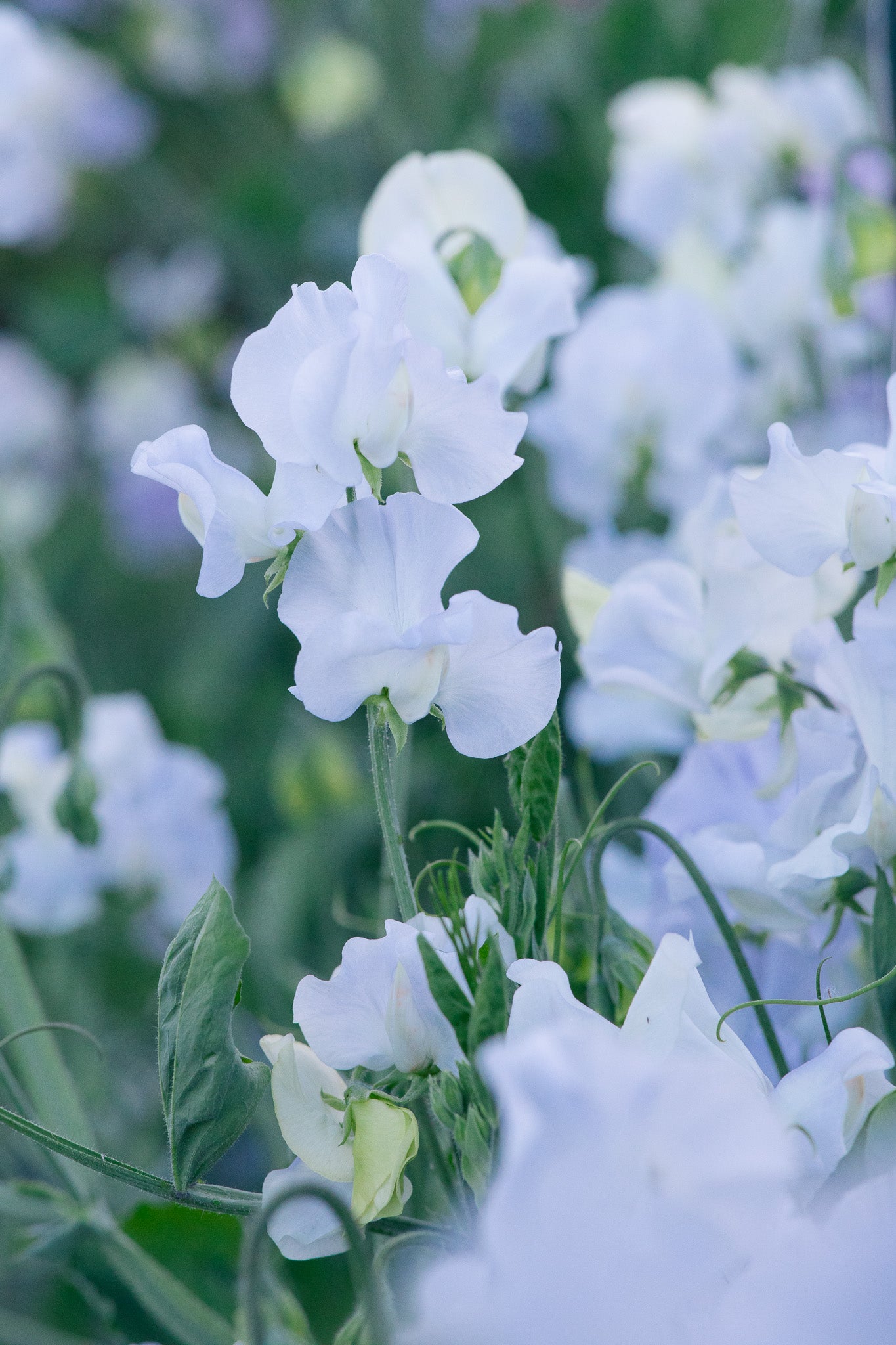Sweet Pea Airan