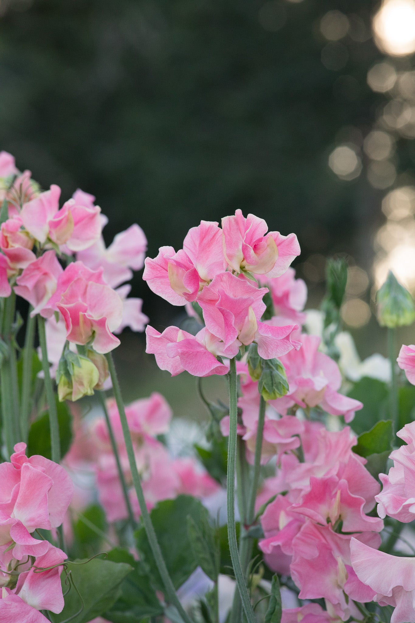 Sweet Pea Alan Titchmarsh