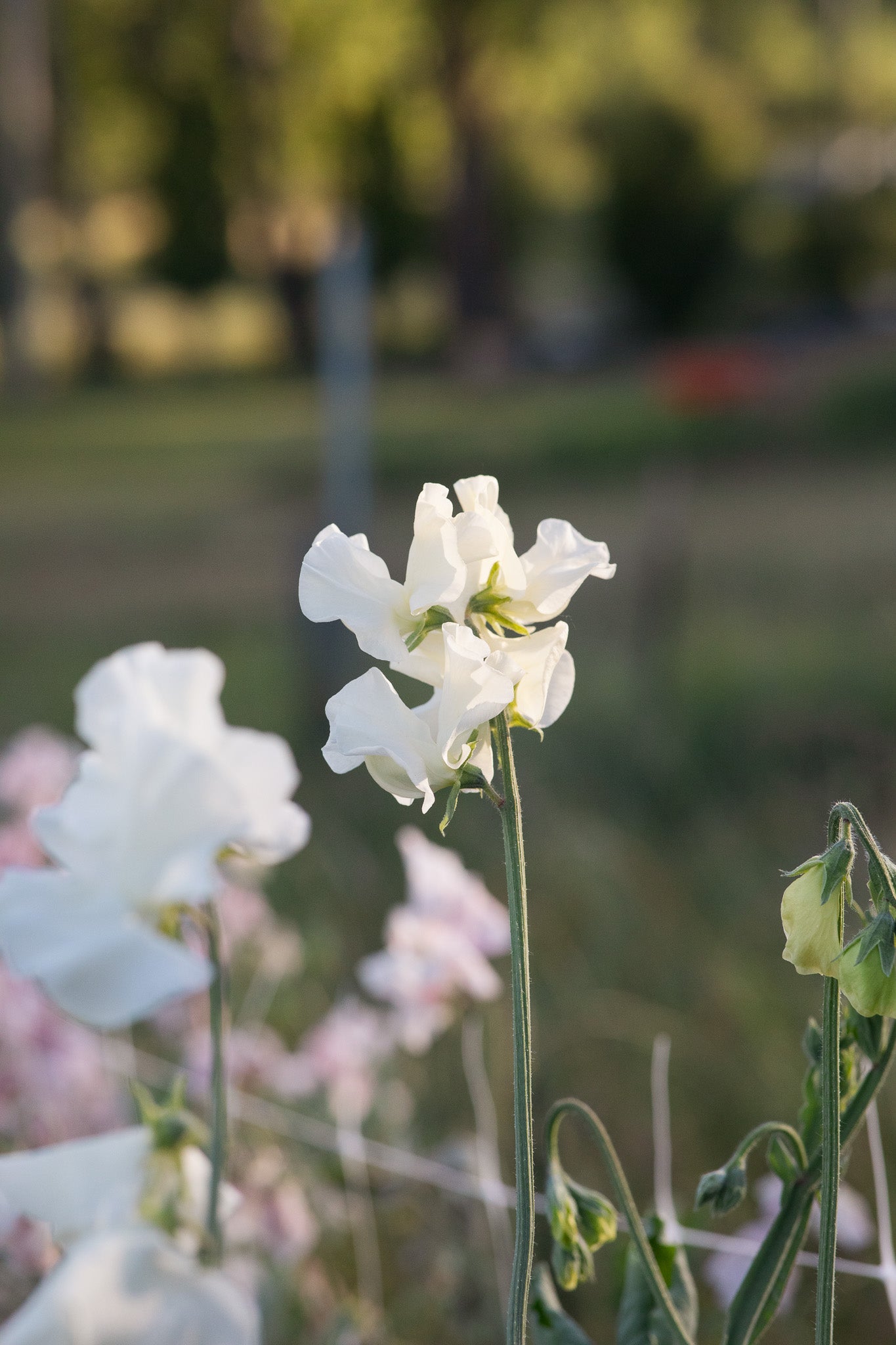 Sweet Pea Jilly