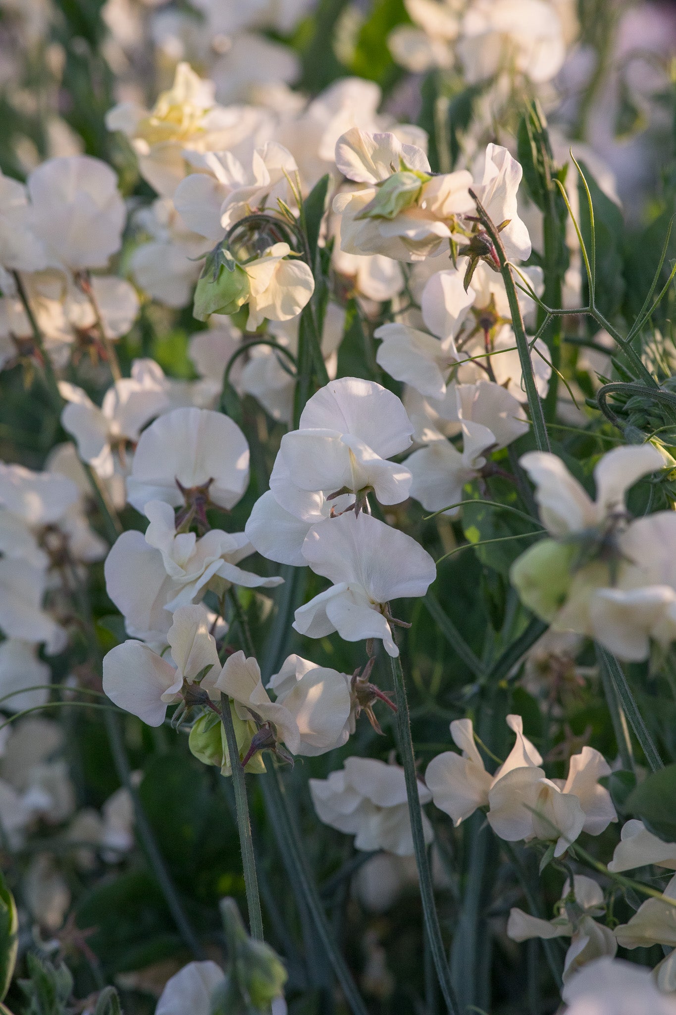 Sweet Pea Juliet