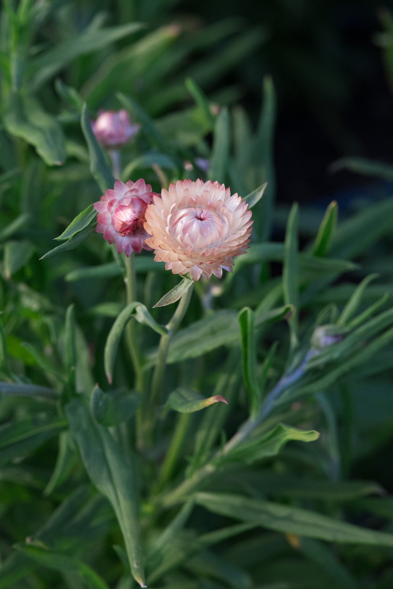 Strawflower Apricot Mix