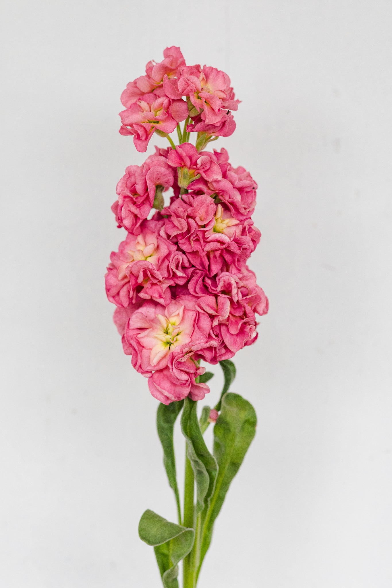 Stock Stox™ Antique Rose