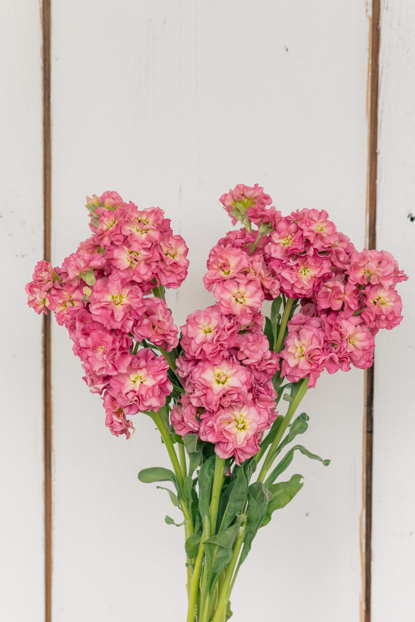 Stock Stox™ Antique Rose