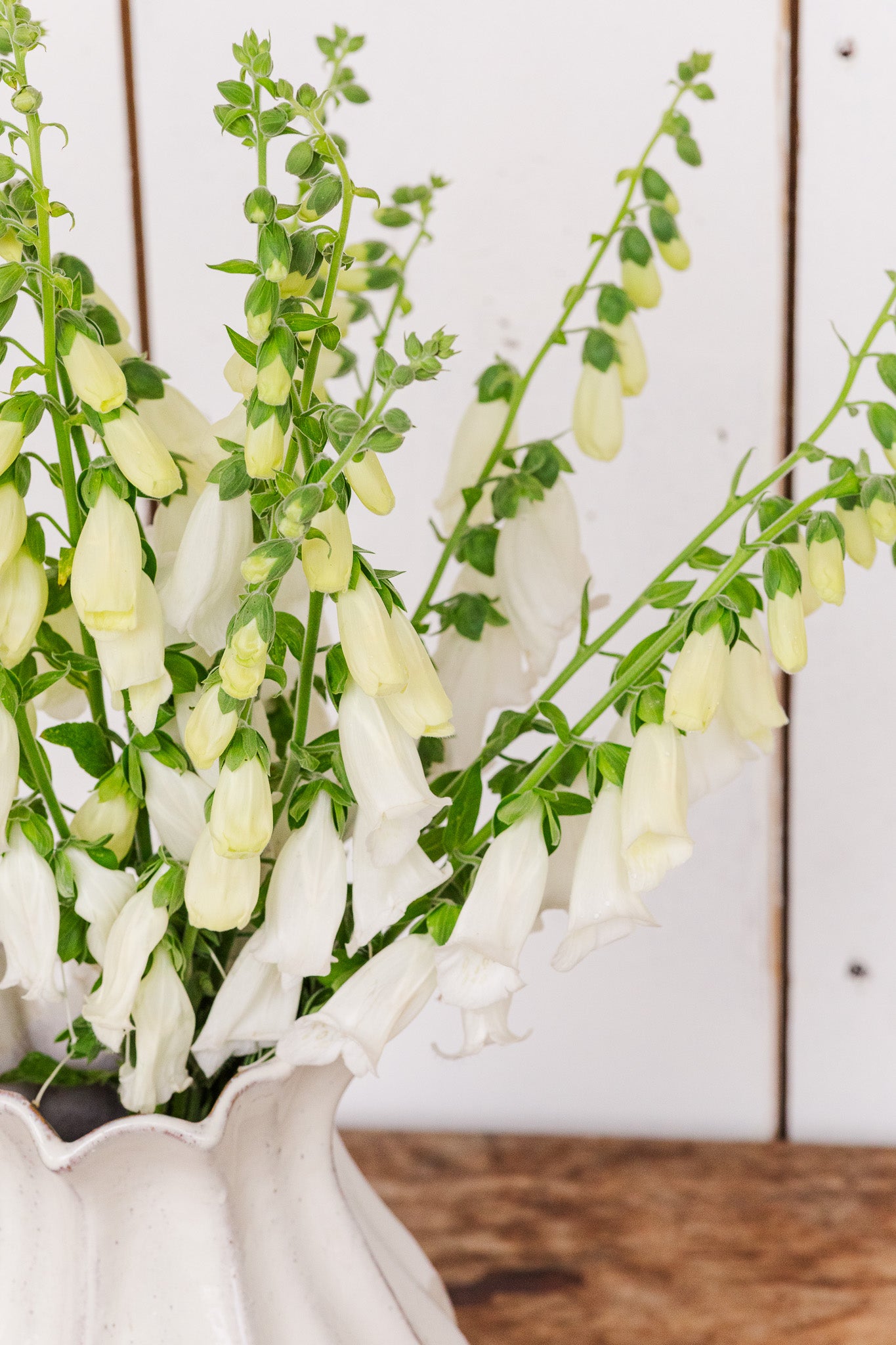 Foxglove Camelot White