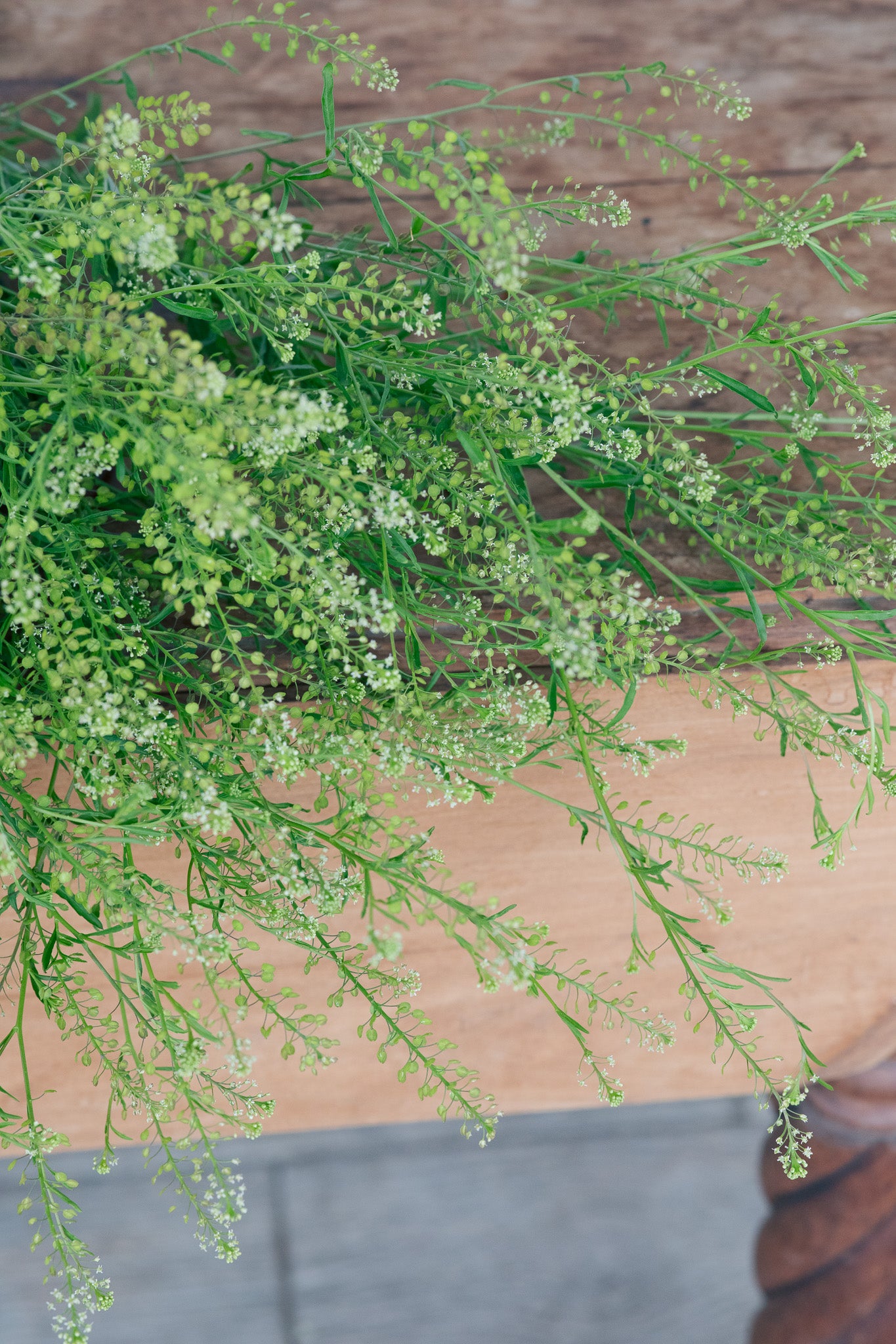 Cress Green Dragon