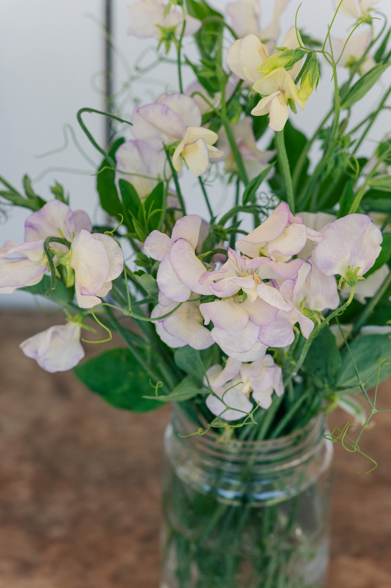 Sweet Pea High Scent