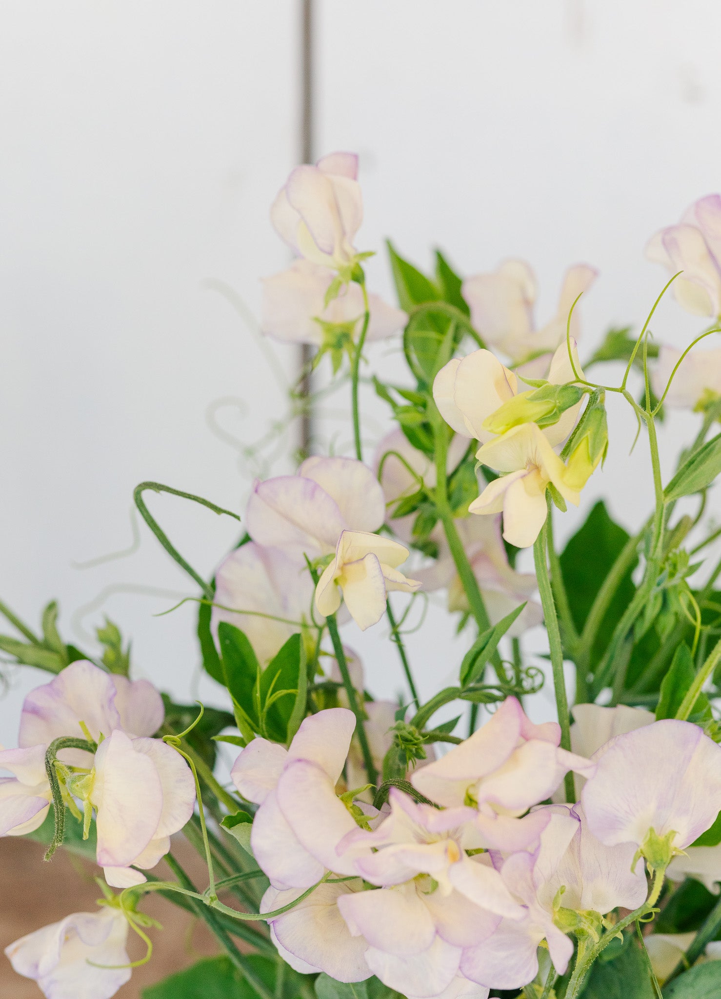 Sweet Pea High Scent