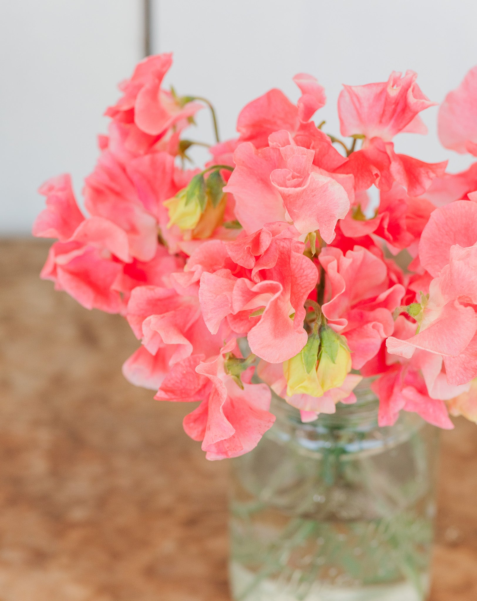 Sweet Pea Lizbeth