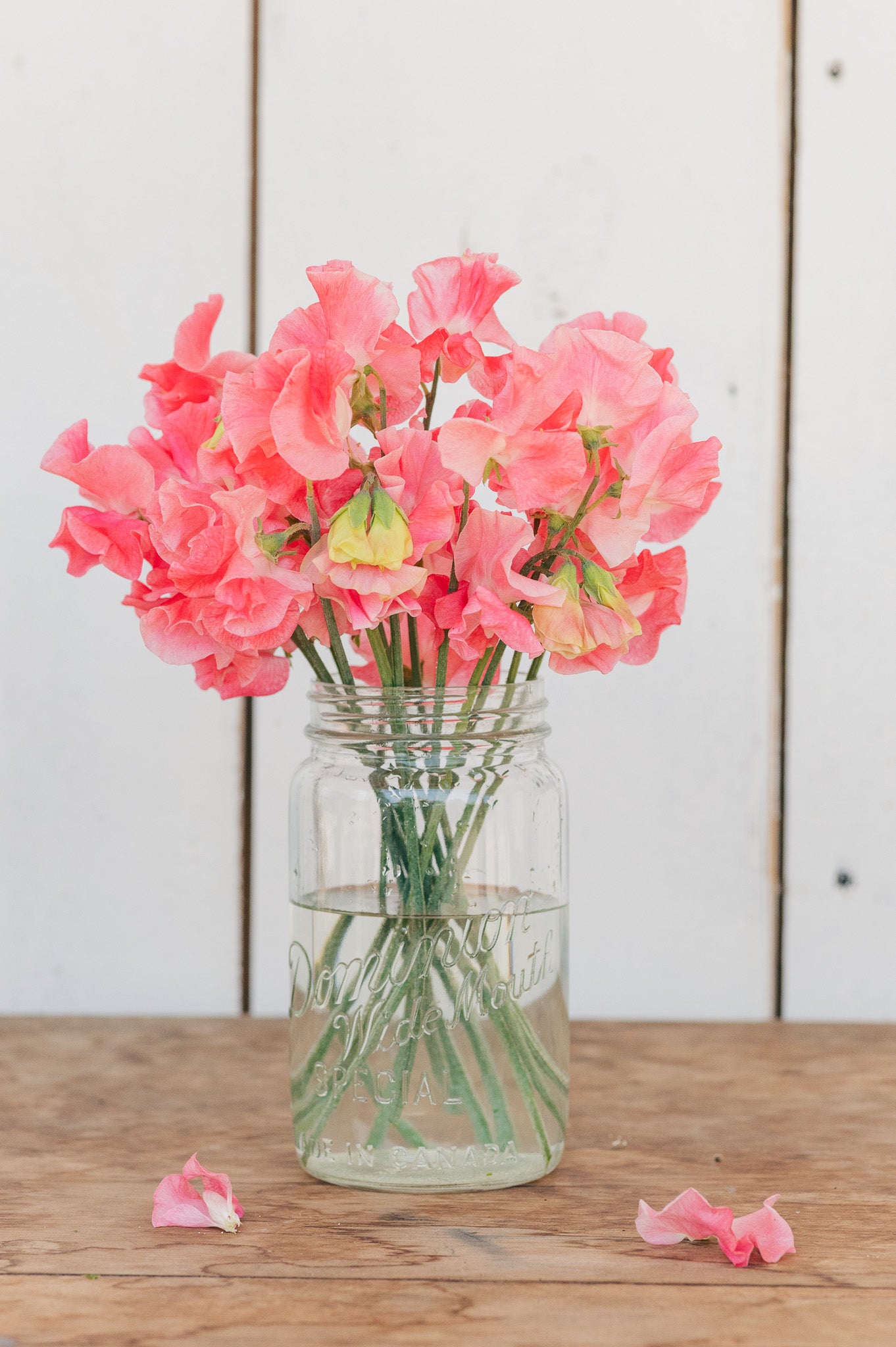 Sweet Pea Lizbeth