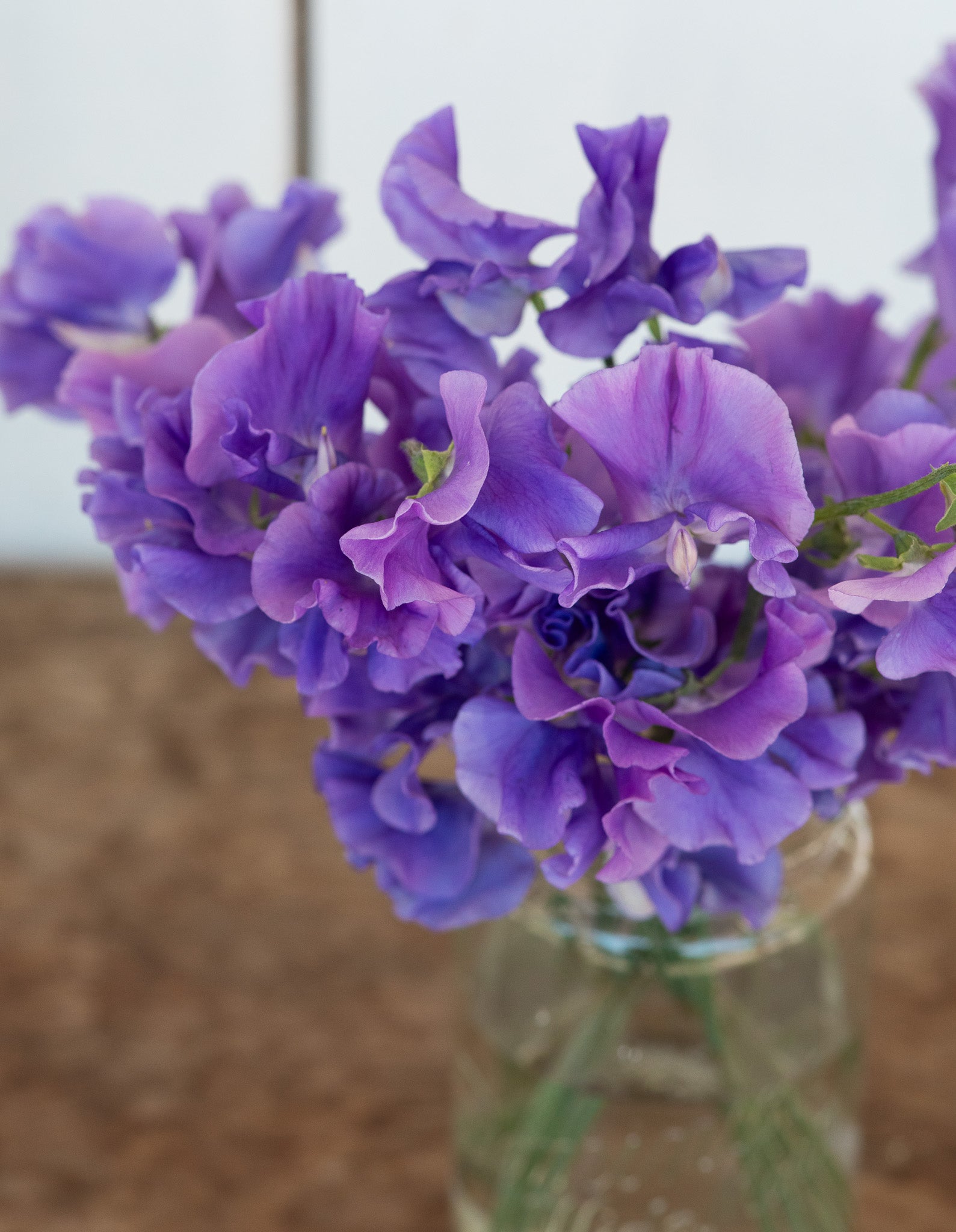 Sweet Pea Our Colin