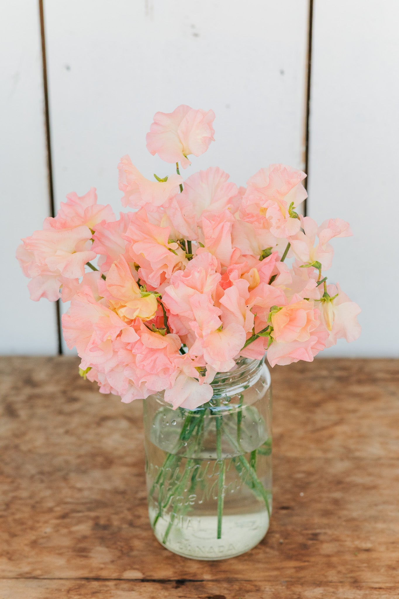 Sweet Pea Heaven Scent