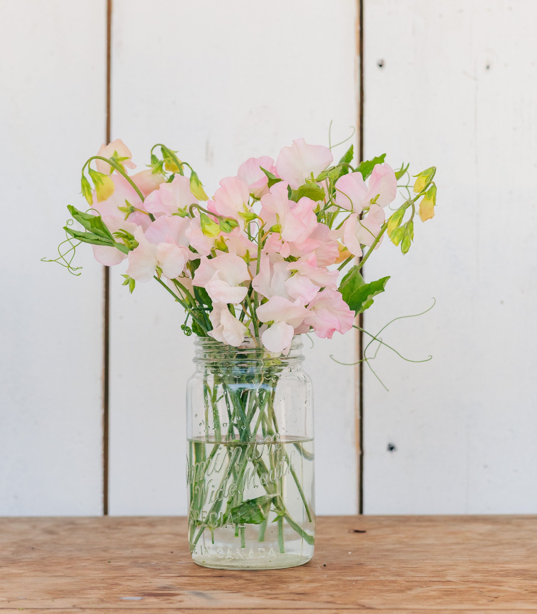 Sweet Pea Spring Sunshine Blush