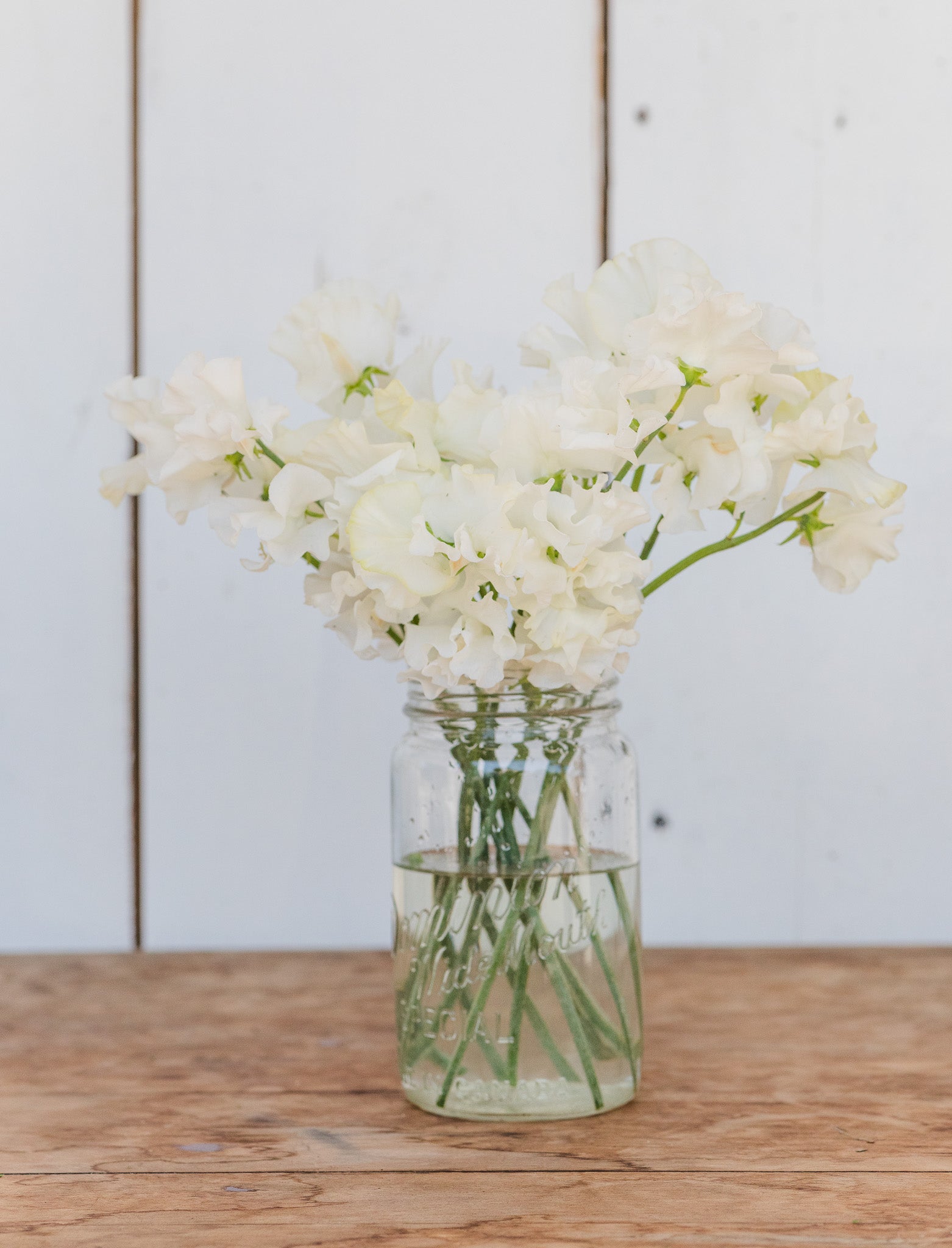 Sweet Pea Memorial Flight