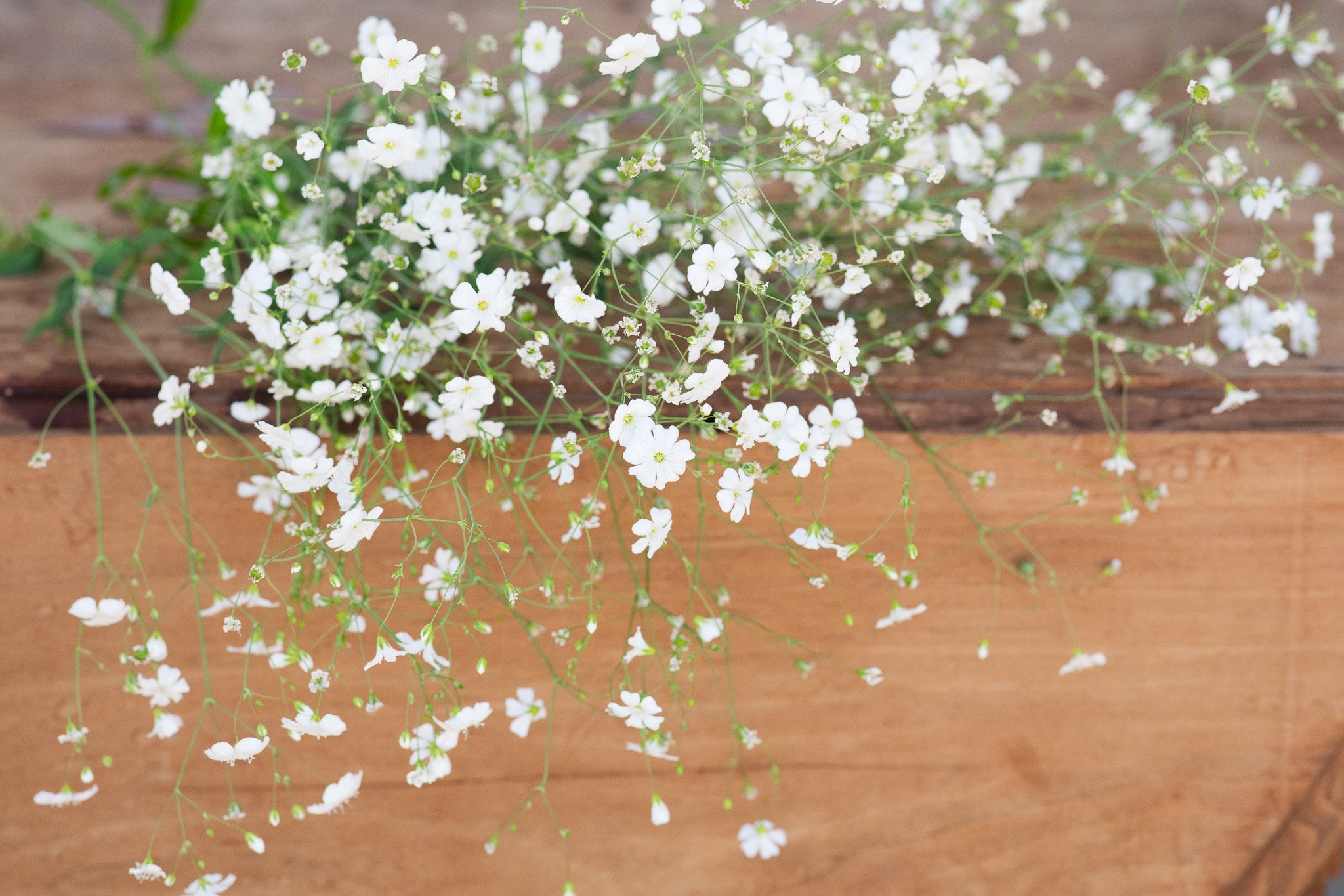 Gypsophila Covent Garden