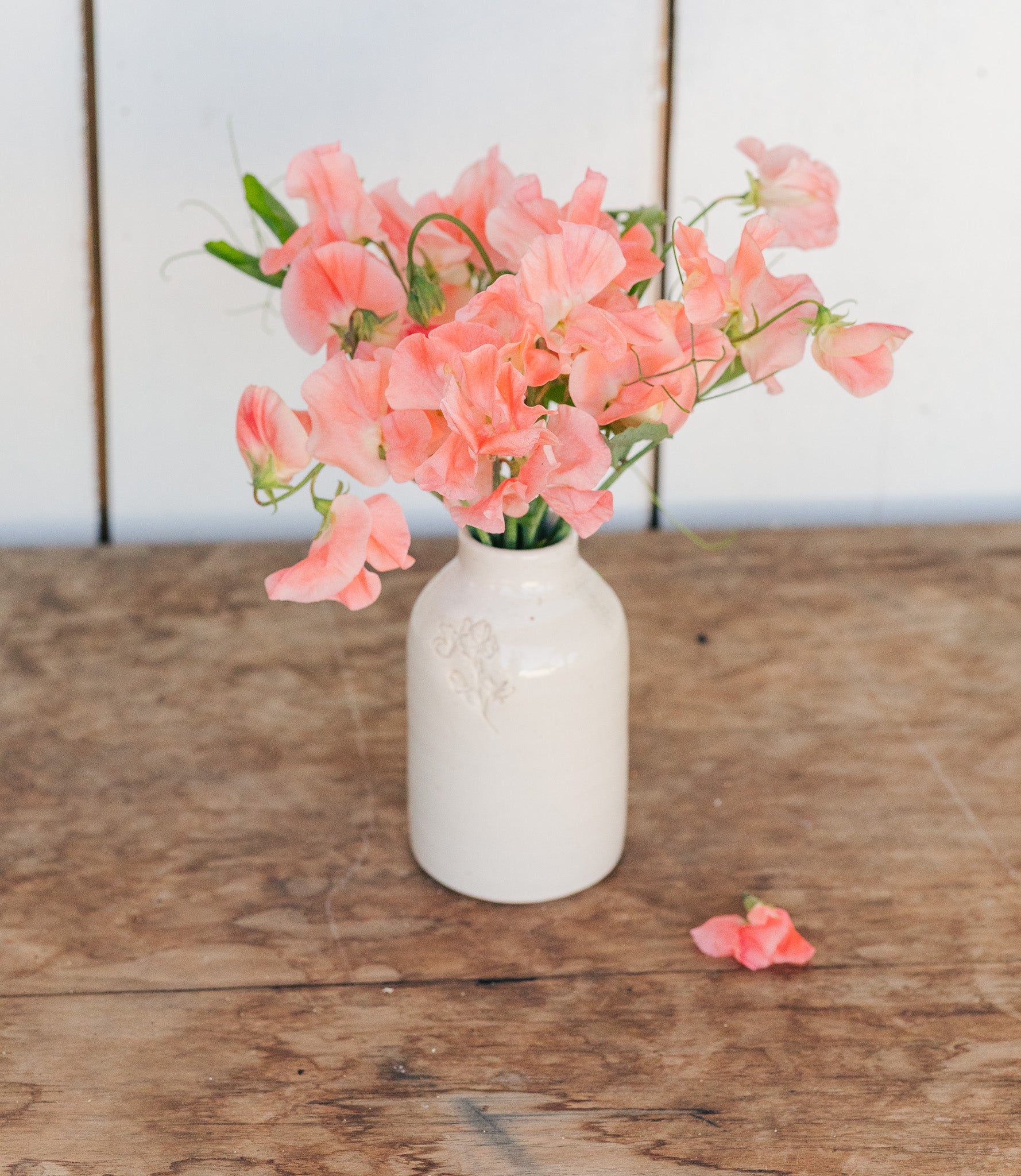 Sweet Pea Apricot Queen